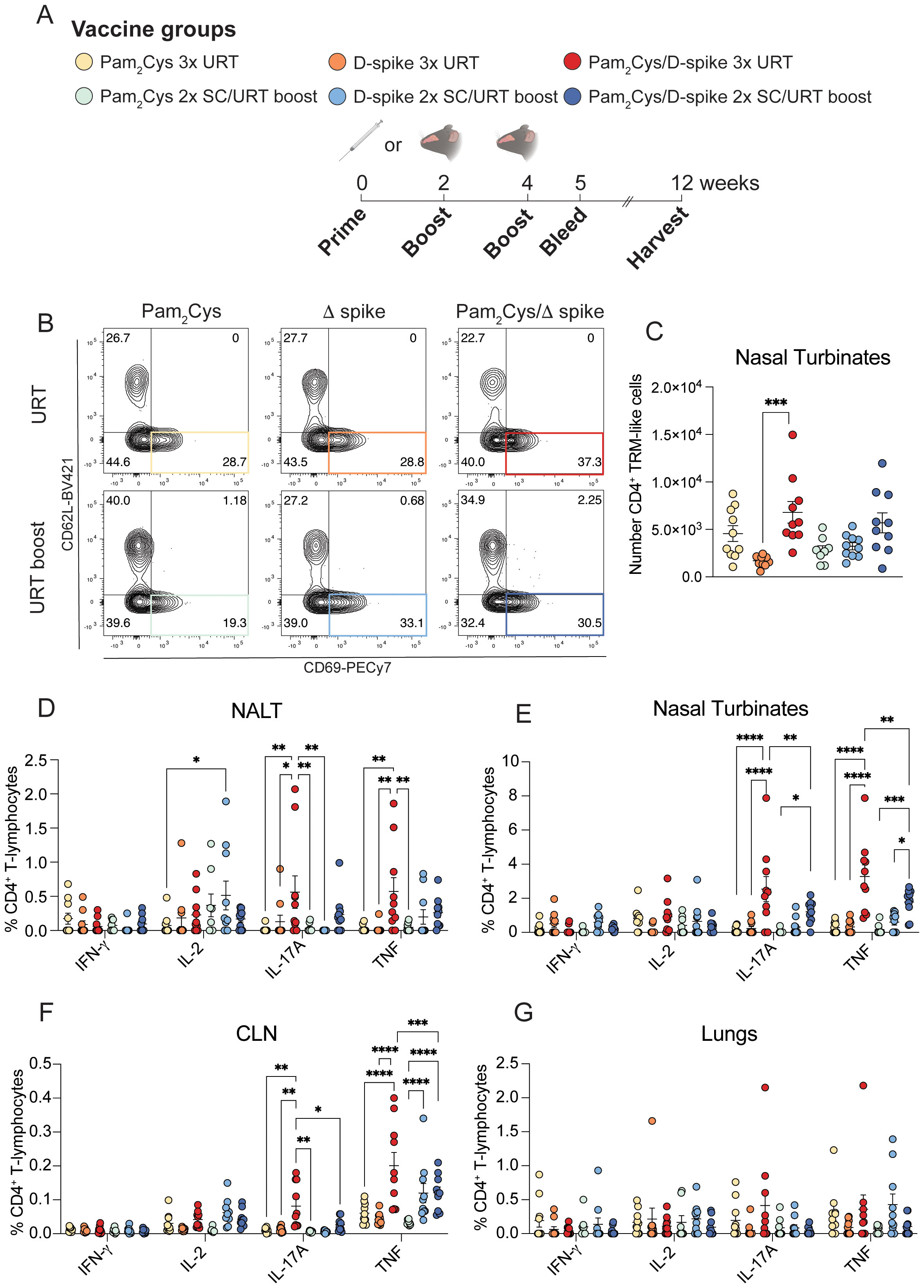 Diagram showcasing vaccine groups and immune response data. Panel A depicts vaccine groups and experimental timeline over 12 weeks. Panel B presents flow cytometry plots for URT and URT boost. Panel C shows a bar graph of CD4+ TRM-like cells in nasal turbinates with significant differences marked. Panels D to G display dot plots of CD4+ T lymphocytes producing IFN-γ, IL-2, IL-17A, and TNF in NALT, nasal turbinates, CLN, and lungs, respectively, with statistical significance indicated by asterisks.
