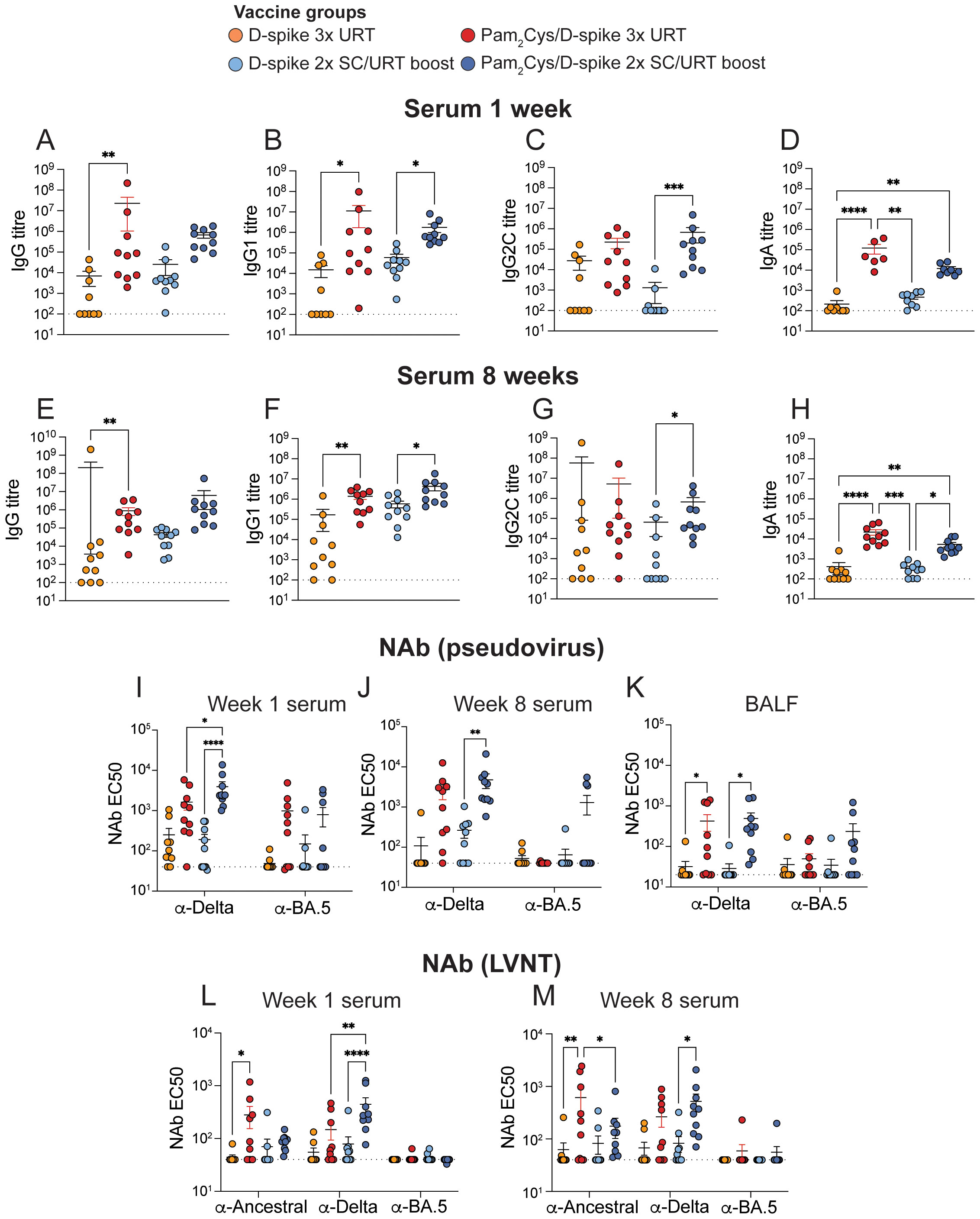 Graphical data presentation showing antibody titers and neutralizing antibody responses across various vaccine groups at 1 and 8 weeks. Panels A-H display IgG and IgA titers, with significant differences noted between groups as indicated by asterisks. Panels I-M present neutralizing antibody levels against different viral variants in serum and bronchoalveolar lavage fluid, also showing significant differences. Vaccine groups are differentiated by color: orange, red, light blue, and dark blue. Statistical significance is marked by asterisks, denoting varying levels of significance.