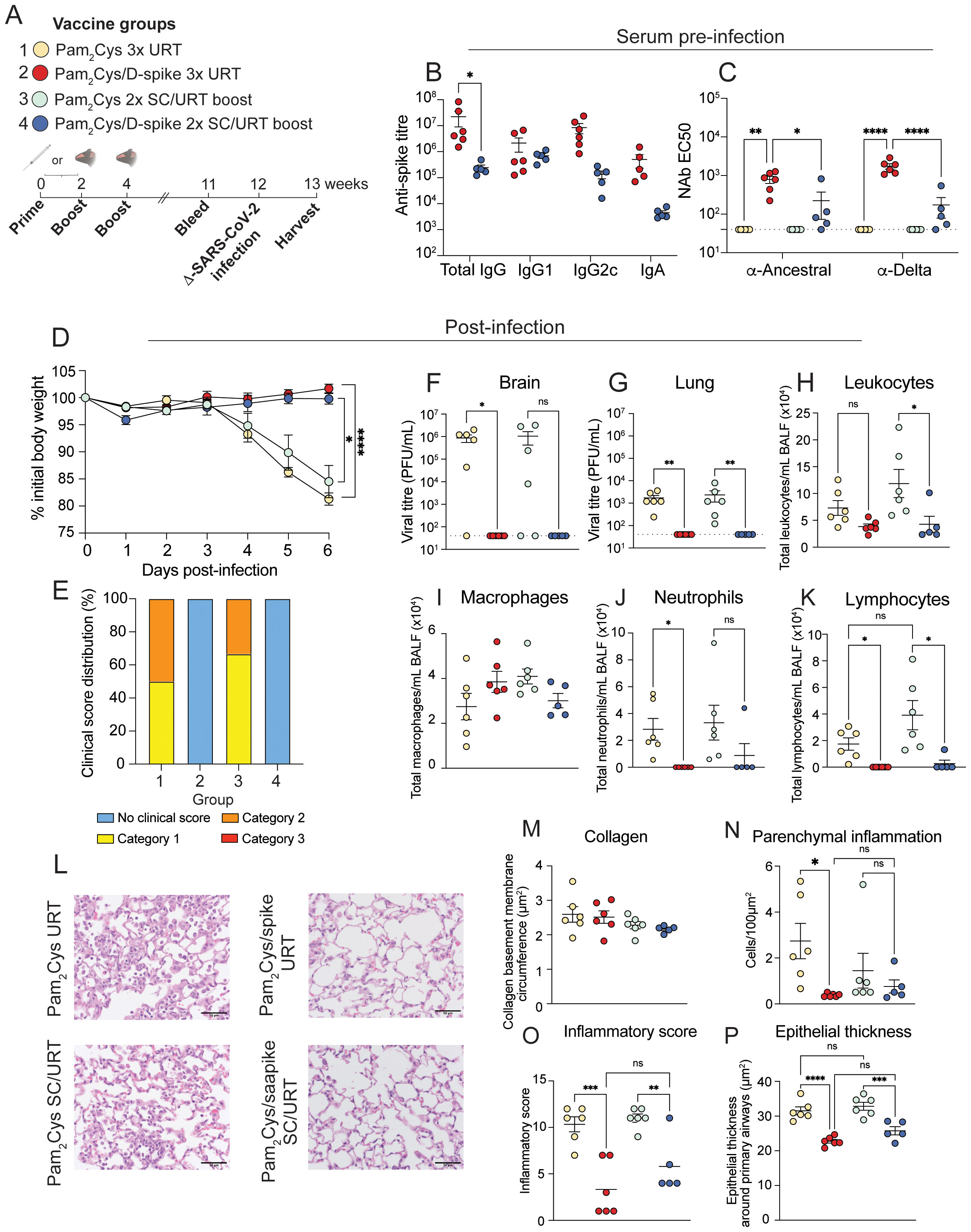 Research data visualization showing effects of different vaccine strategies in K18-hACE2 mice after challenge with delta SARS-CoV-2. A) Vaccine groups and timeline. B and C) Serum pre-infection data on antispike ti0tre and neutralizing antibody EC50 levels. D) Initial body weight change postinfection. E) Clinical score distribution across groups. F-H) Viral titre in brain and lung, and leukocyte levels. I-K) Macrophage, neutrophil, and lymphocyte counts. L) Lung tissue images for various vaccine groups. M-P) Measurements of collagen, parenchymal inflammation, inflammatory score, and epithelial thickness, with statistical annotations.