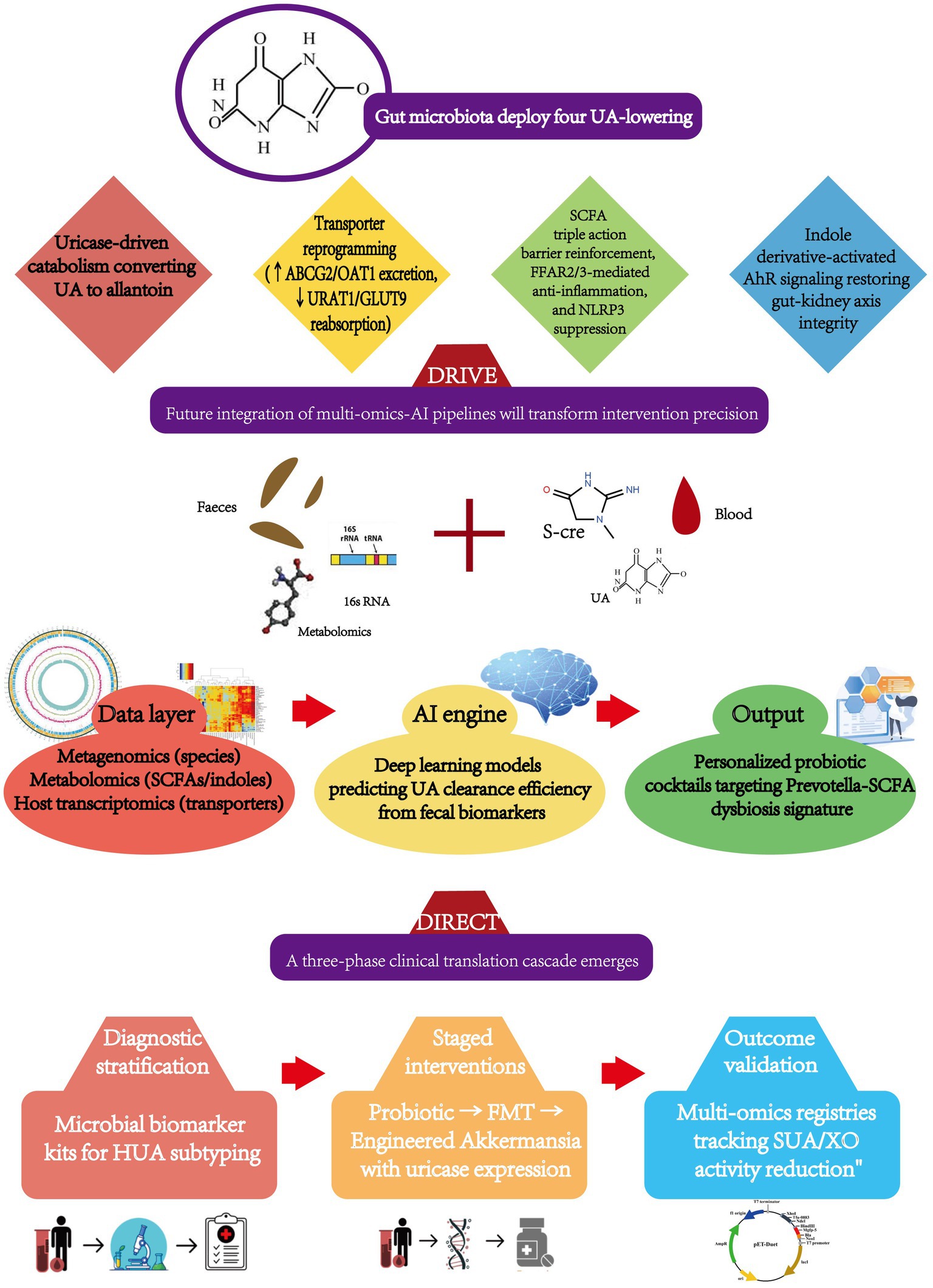 Diagram depicting a multi-layered process for uric acid (UA) reduction. It includes gut microbiota strategies, transporter reprogramming, SCFA action, and indole derivative pathways. The DRIVE section describes using multi-omics data and AI to personalize interventions. The DIRECT section outlines diagnostic stratification, staged interventions like probiotics and fecal microbiota transplant (FMT), and outcome validation using multi-omics registries. The flow involves samples from feces and blood, data analysis via AI, and output of personalized treatments.