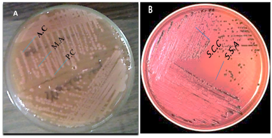 Two petri dishes with bacterial colonies. Dish A features labeled areas A.C, M.A, and P.C. Dish B contains labeled sections S.C.C and S.S.A. Both have streaked patterns with distinct bacterial growth.