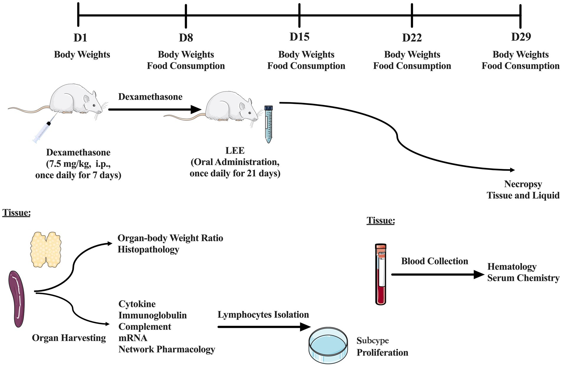 Timeline diagram depicting a research experiment involving mice. Days 1, 8, 15, 22, and 29 mark checkpoints for measuring body weights and food consumption. Mice receive Dexamethasone injections daily for seven days (7.5 mg/kg, intraperitoneally) followed by daily oral administration of LEE for 21 days. Necropsy is performed on day 29 with tissue and liquid collected. Tissue analysis includes organ-body weight ratio, histopathology, cytokine levels, immunoglobulin, complement, mRNA, and network pharmacology. Blood collection is used for hematology and serum chemistry. Lymphocytes are isolated for subtype proliferation studies.