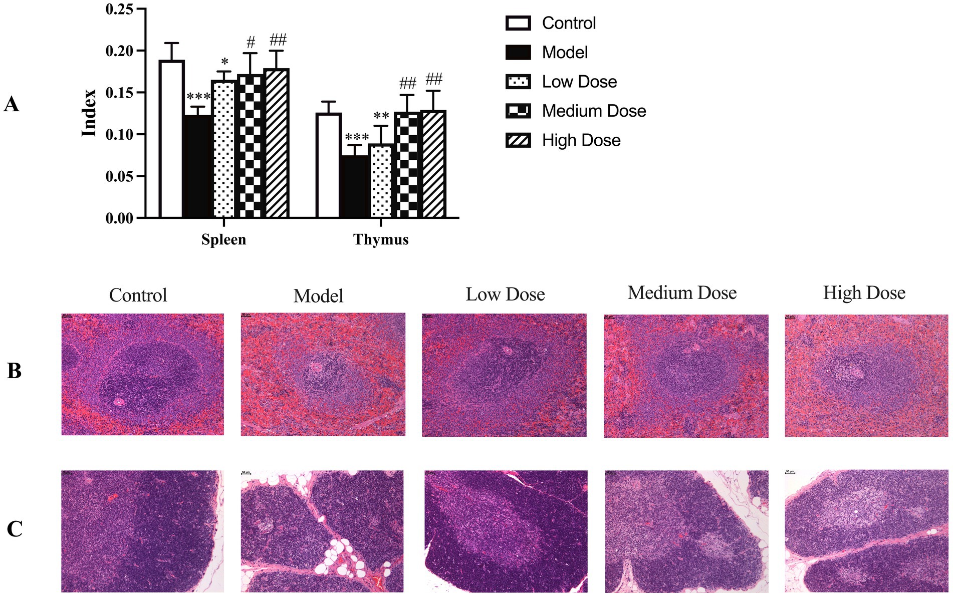 Graph A shows bar charts comparing spleen and thymus indices across different treatments: Control, Model, Low Dose, Medium Dose, and High Dose. Images B and C display histological sections of the spleen and thymus, respectively, under the same treatment conditions, with varying levels of cellular density and structure.