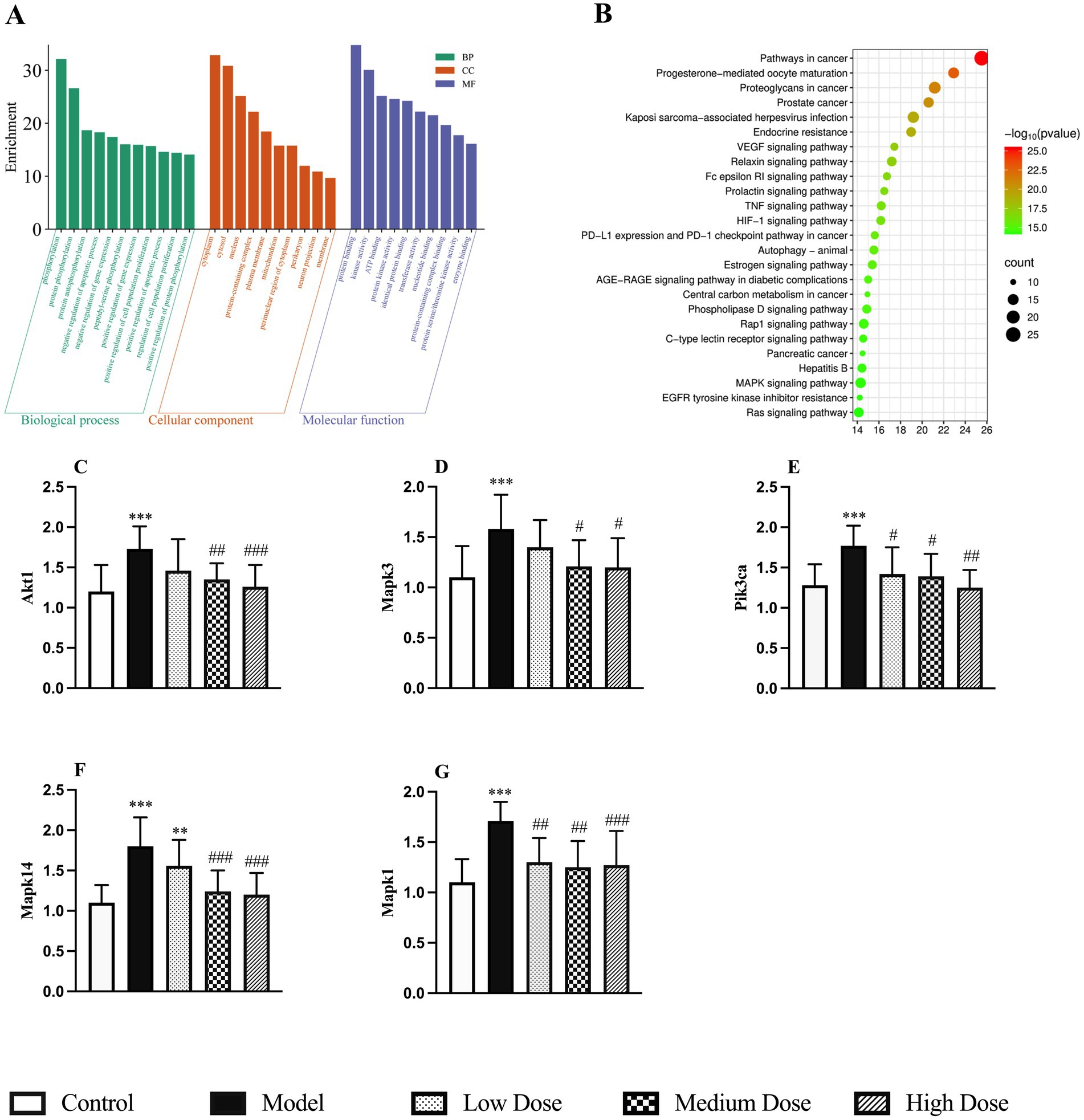 Panel A shows enrichment bar graphs for biological processes, cellular components, and molecular functions. Panel B displays a dot plot of enriched pathways related to cancer. Panels C to G present bar charts comparing different treatments—Control, Model, Low Dose, Medium Dose, and High Dose—on the expression levels of proteins Akt1, Mapk3, Pik3ca, Mapk14, and Mapk1. Error bars and statistical significance markers are included.