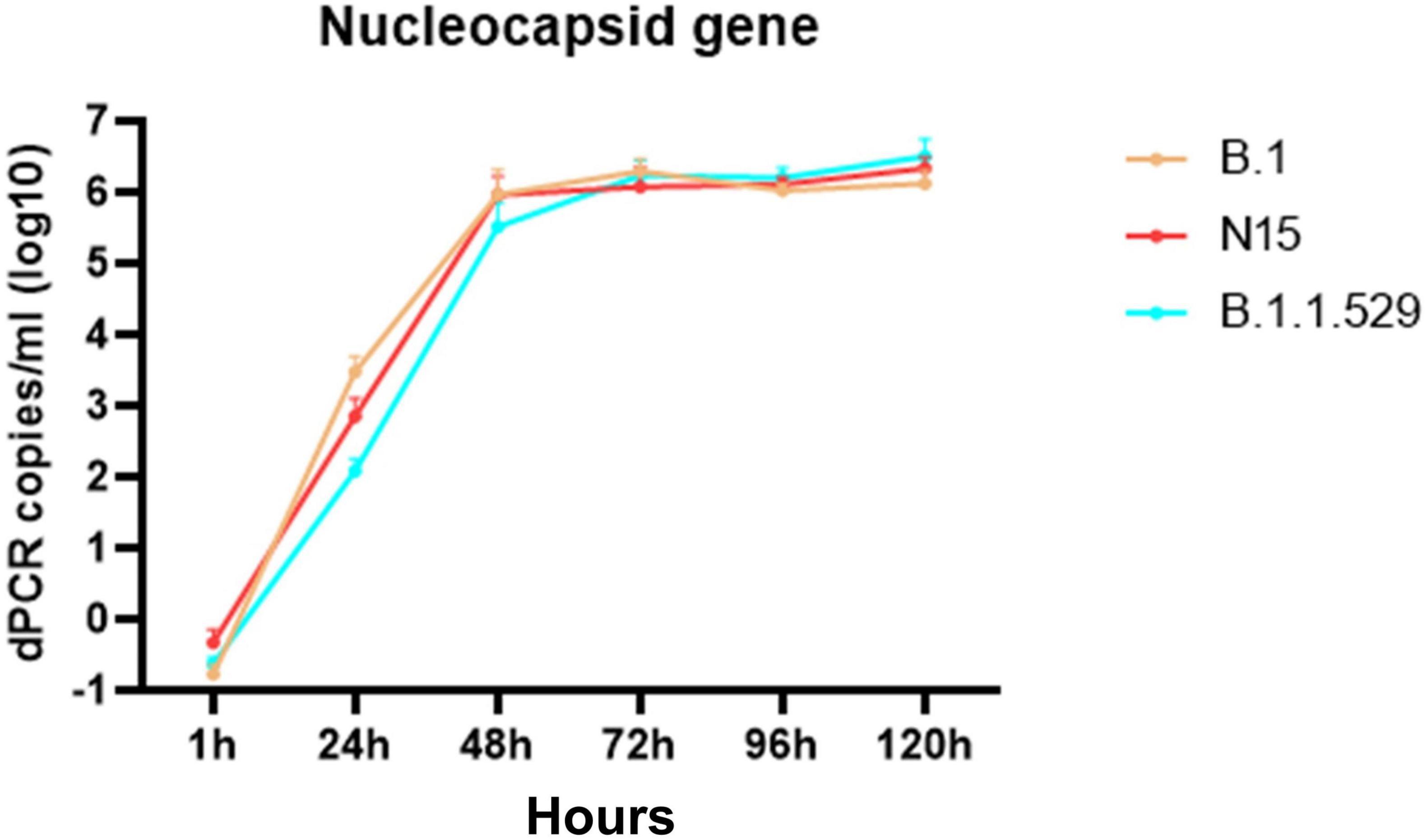 Line graph showing the growth of nucleocapsid gene copies over 120 hours for variants B.1, N15, and B.1.1.529. The x-axis represents time in hours, and the y-axis shows dPCR copies per milliliter in log scale. All variants show rapid increase up to 48 hours, then plateau. Each variant is color-coded: B.1 in orange, N15 in red, and B.1.1.529 in blue.