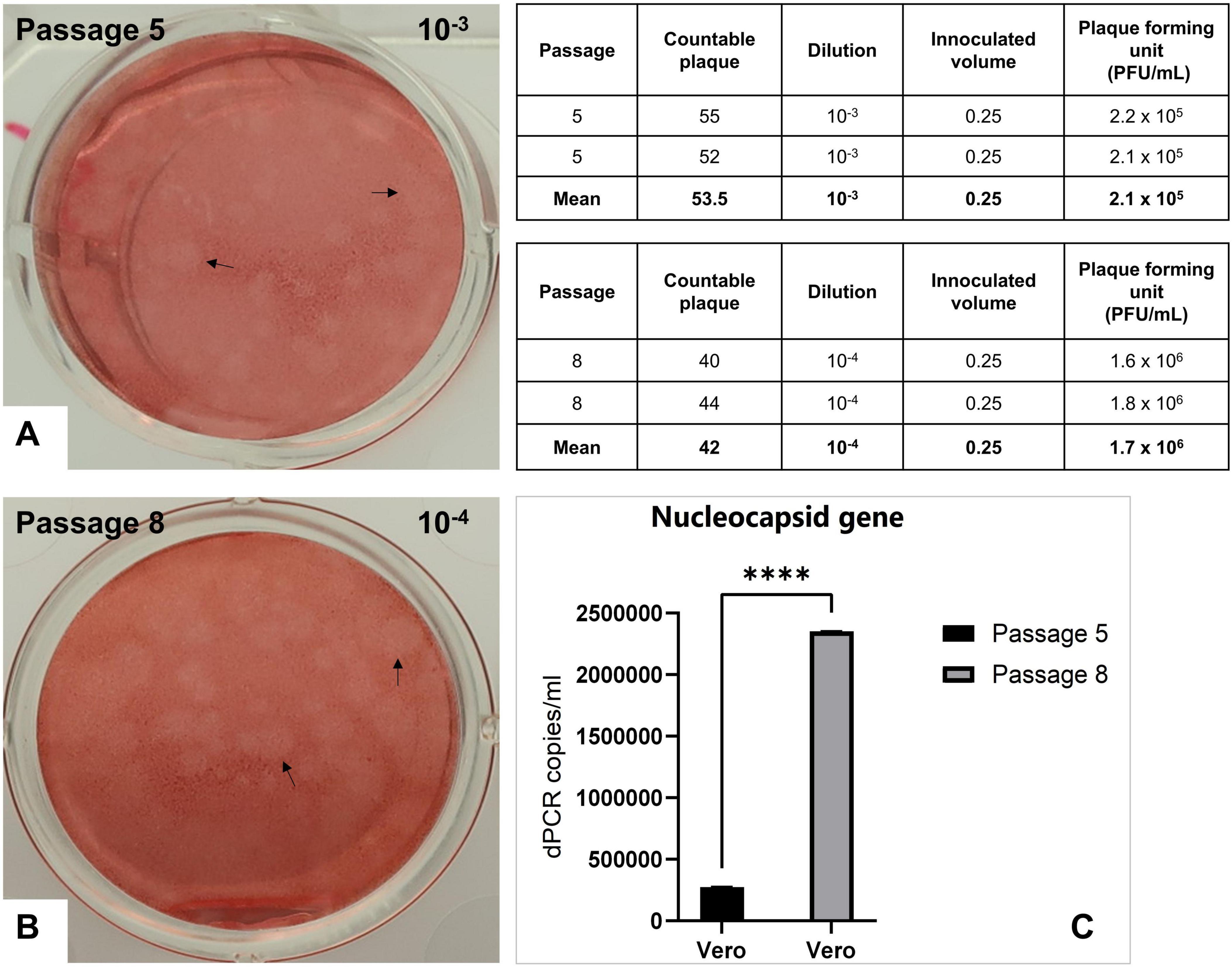 Plaque assay images and data showing results for virus passages. Image A depicts Passage 5 with visible plaques, while Image B shows Passage 8 with more numerous plaques. The table lists plaque counts, dilutions, and PFU/mL for each passage, with Passage 8 having a higher mean PFU/mL. Image C is a bar graph depicting nucleocapsid gene copies, with Passage 8 showing significantly more copies than Passage 5.