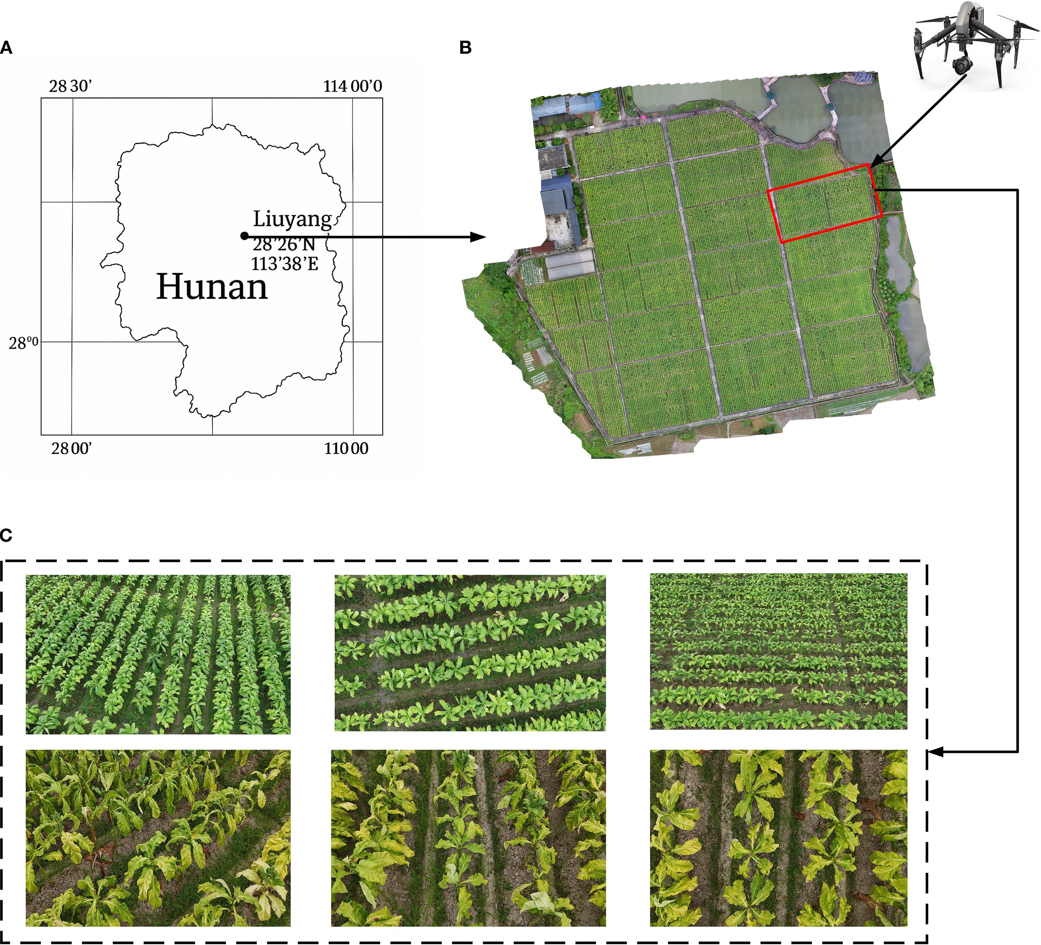 Map and aerial imagery of Liuyang, Hunan. Panel (a) shows the location of Liuyang within Hunan. Panel (b) presents an aerial view of agricultural fields captured by a drone. Panel (c) displays six close-up images of crops arranged in rows.