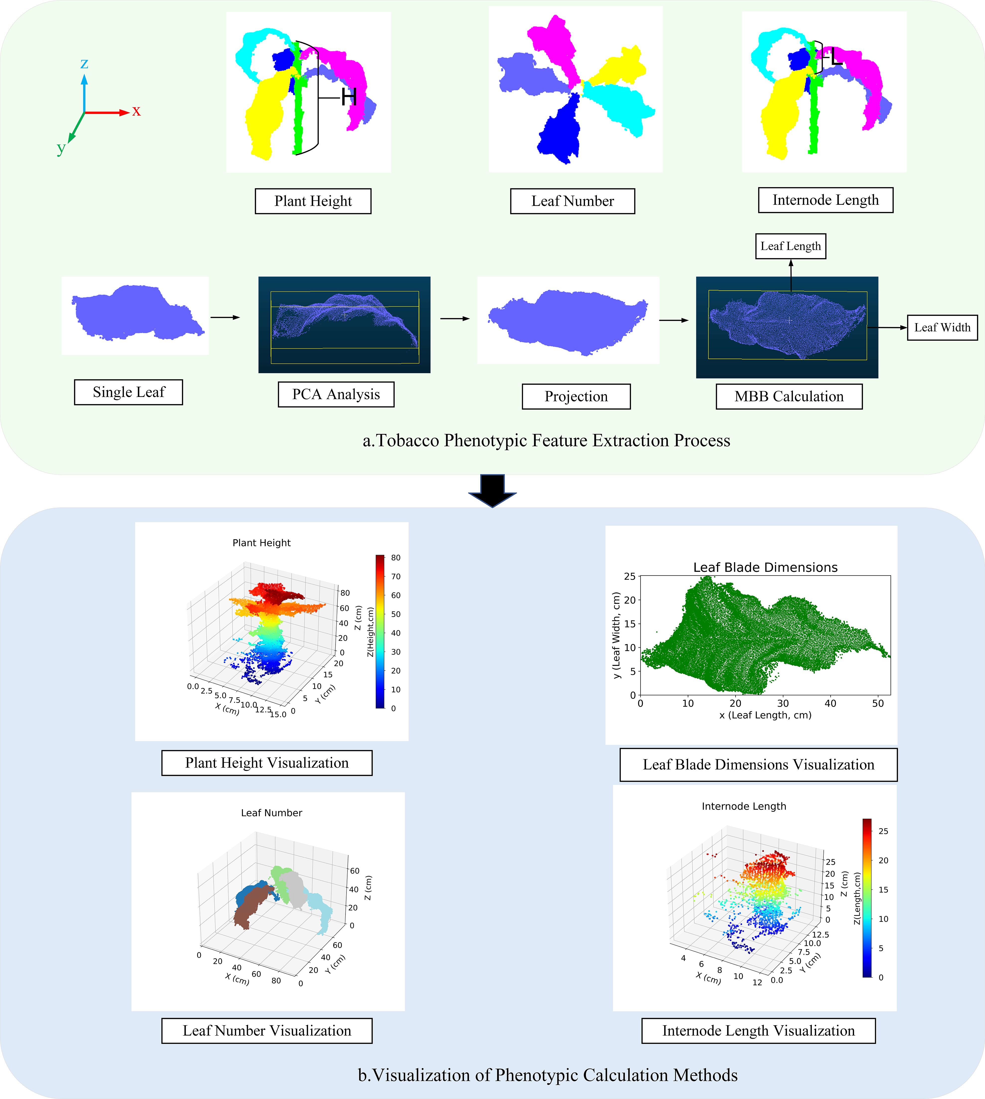 Diagram showcasing the process of tobacco phenotypic feature extraction and visualization. The top section illustrates steps such as plant height, leaf number, PCA analysis, projection, and MBB calculation. The bottom section displays 3D visualizations of plant height, leaf number, internode length, and a chart for leaf blade dimensions, highlighting various phenotypic calculation methods.