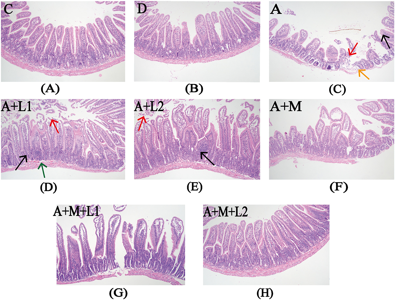 Microscopic images of intestinal tissue sections labeled A through H. Each panel shows variations in tissue structure, highlighted by different colored arrows in some sections. Panels A, B, C, D, E, F, G, and H show changes in the cellular arrangement and structure, with specific labels indicating experimental conditions or different treatments. The tissue morphology varies, suggesting different reactions or modifications across the sections.