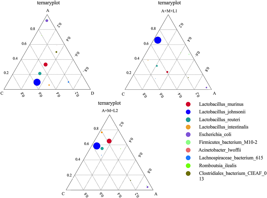 Bar charts labeled A and B depict the relative abundance of various bacterial groups across different samples, indicated as C, D, A, A+M, A+L1, A+L2, A+M+L1, A+M+L2. Chart A includes groups like Firmicutes, Bacteroidota, and Actinobacteriota. Chart B features groups such as Eactobacillales, Lachnospirale, and Oscillospirales, among others, with a color-coded legend for reference.