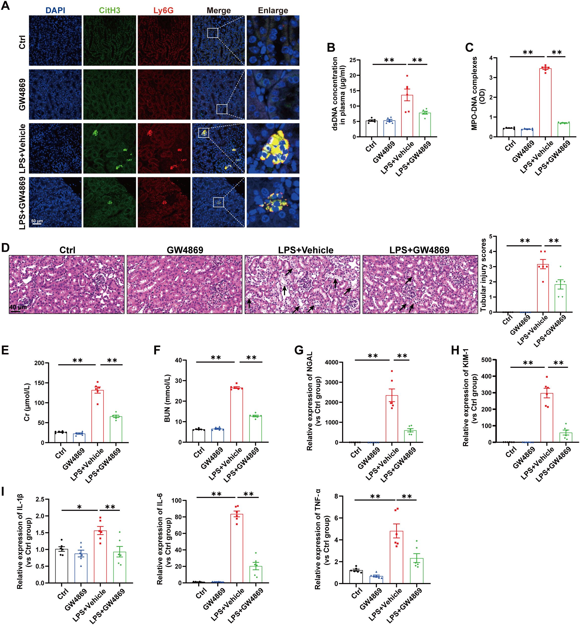 Panel A displays immunofluorescence staining with DAPI, CitH3, and Ly6G across four groups: Ctrl, GW4869, LPS + Vehicle, and LPS + GW4869, showing differences in cellular markers. Panel B illustrates bar graphs of dsDNA concentration in plasma, while Panel C shows MPO-DNA complexes, both indicating significant differences between treatments. Panel D presents lung tissue histology images for the same groups and a bar graph of tubular injury scores. Panels E to I feature bar graphs of biochemical and gene expression markers, including Cr, BUN, NGAL, KIM-1, IL-1β, IL-6, and TNFα, with significant differences noted among groups.