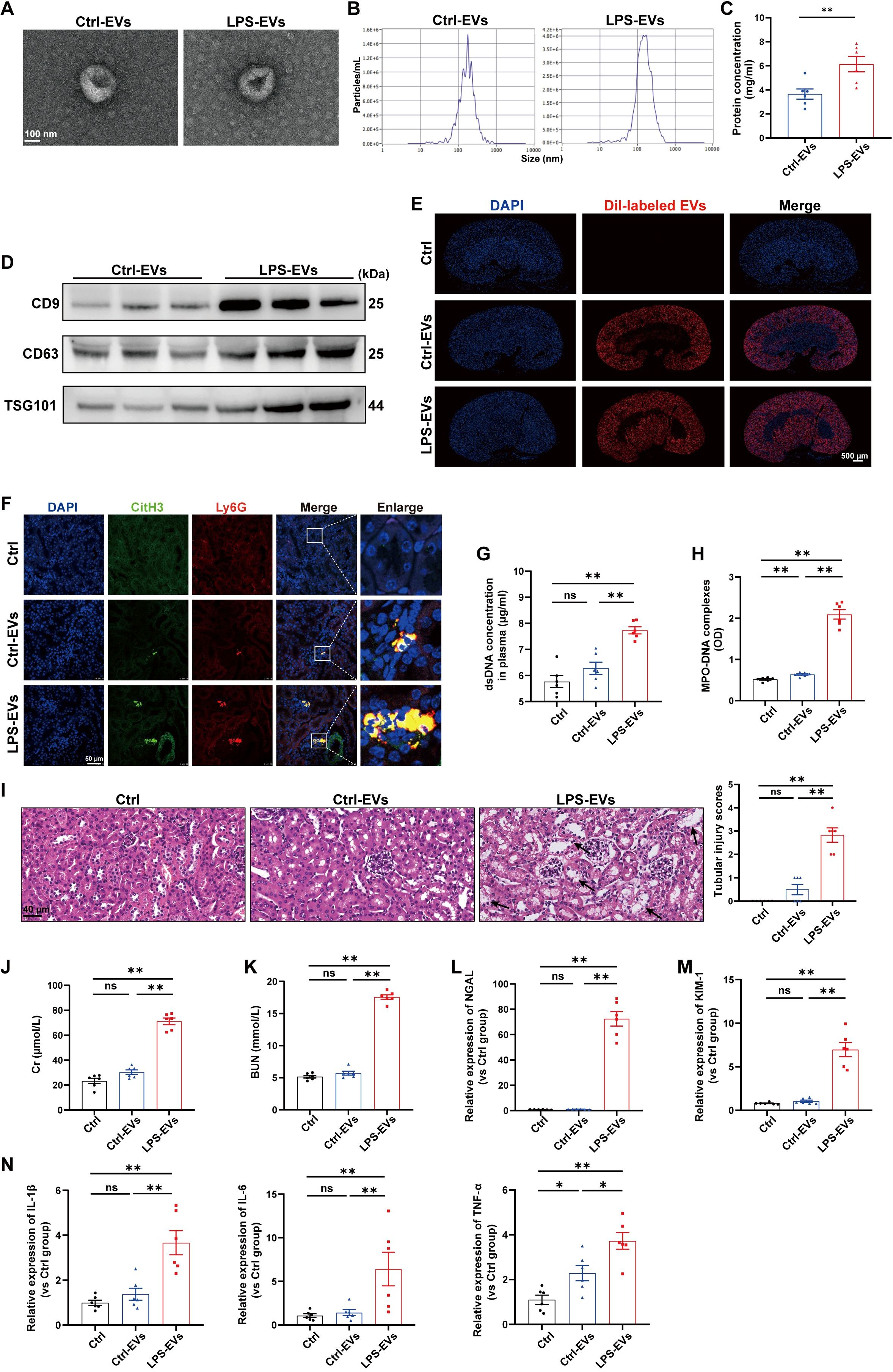 The image contains multiple panels displaying scientific data. Panel A shows transmission electron microscopy images of control and LPS-treated extracellular vesicles (EVs). Panel B depicts particle size distribution graphs for Ctrl-EVs and LPS-EVs. Panel C is a bar graph comparing protein concentrations between Ctrl-EVs and LPS-EVs. Panel D presents Western blots for CD9, CD63, and TSG101 in Ctrl-EVs and LPS-EVs. Panel E comprises brain section images stained with DAPI and Dil-labeled EVs, showing overlap in merged images. Panel F includes immunofluorescence staining of control, Ctrl-EVs, and LPS-EVs groups for DAPI, CitH3, and Ly6G. Panel G and H display bar graphs for dsDNA concentration and MPO-DNA complexes. Panel I shows histological kidney sections of the three groups, with a tubular injury score bar graph. Panels J to N present bar graphs of various biomarkers and gene expressions, including Cr, BUN, NGAL, KIM1, and cytokines IL-1β, IL-6, and TNF-α.