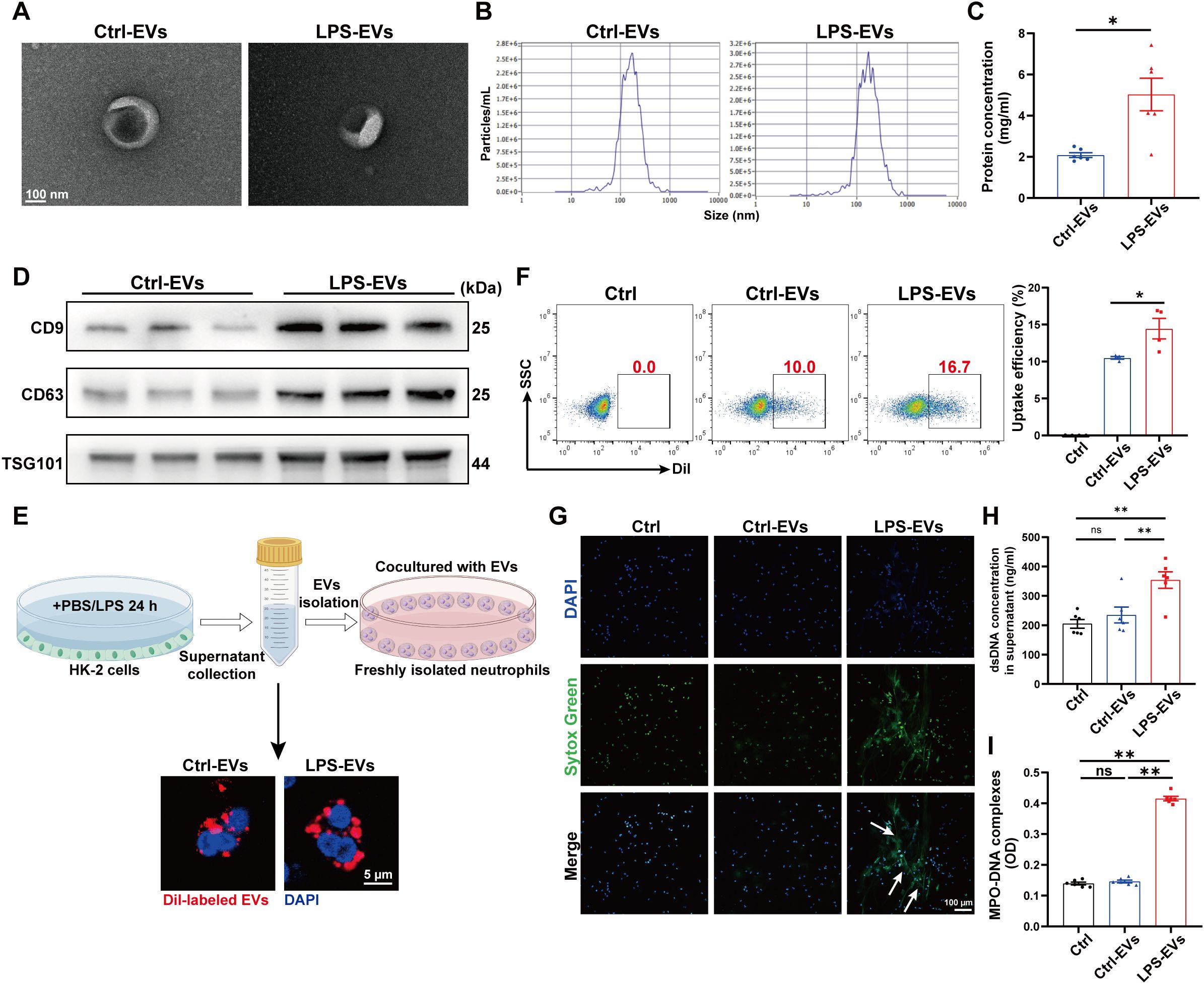 Electron microscopy images show Ctrl-EVs and LPS-EVs. Size distribution graphs compare these EVs. Protein concentration bar chart highlights differences. Western blots display levels of CD9, CD63, and TSG101 proteins. Flow cytometry plots show uptake efficiency of EVs. Diagram explains the experiment setup involving treated HK-2 cells and EV isolation. Fluorescence microscopy images depict DAPI and Sytox Green staining and their merge in different conditions. Bar charts compare dsDNA concentration and MPO-DNA complexes in different EV conditions. Statistical significance is indicated with asterisks.