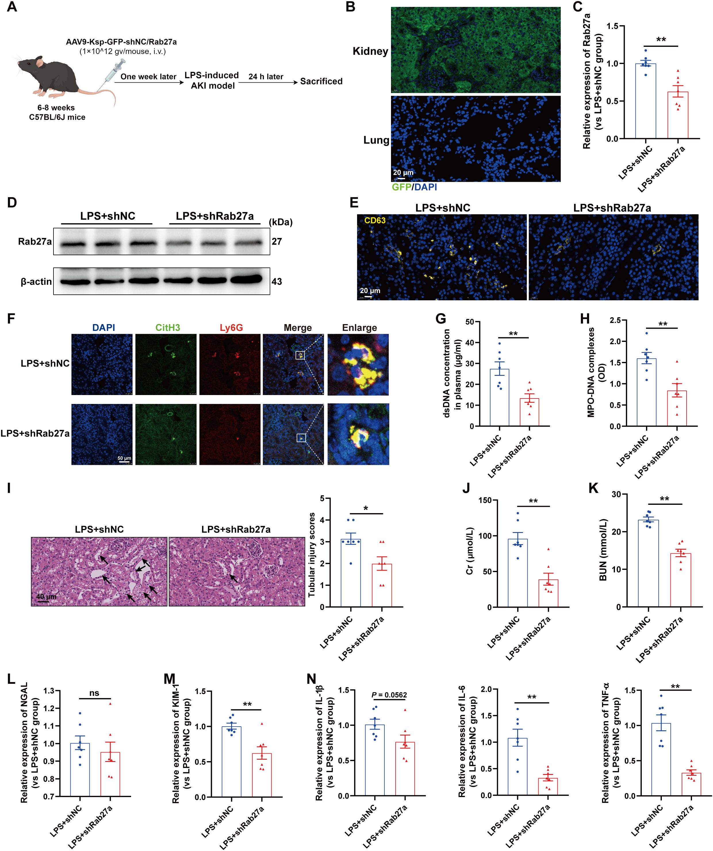 (A) Experimental design schematic showing timeline for AAV9 treatment, LPS-induced AKI model, and sacrifice in C57BL/6J mice. (B) GFP/DAPI stained kidney and lung tissues indicating expression in green. (C) Bar graph of Rab27a expression levels showing significant decrease in LPS+shRab27a group. (D) Western blots comparing Rab27a and β-actin levels between LPS+shNC and LPS+shRab27a groups. (E) CD63 staining of tissues showing differing expression between groups. (F) Immunofluorescent staining for CitH3, Ly6G with merged images. (G) Bar graph of dsDNA concentration in plasma, decreased in LPS+shRab27a. (H) MPO-DNA complexes graph showing reduction. (I) Histology of kidney tissues with injury scores, reduced in LPS+shRab27a. (J-K) Graphs showing serum Cr and BUN levels, both significantly reduced in LPS+shRab27a group. (L-N) Graphs of NGAL, KIM-1, IL-1β, IL-6, and TNF-α expression, showing varied significance levels between groups. Scale bars indicate magnification level.