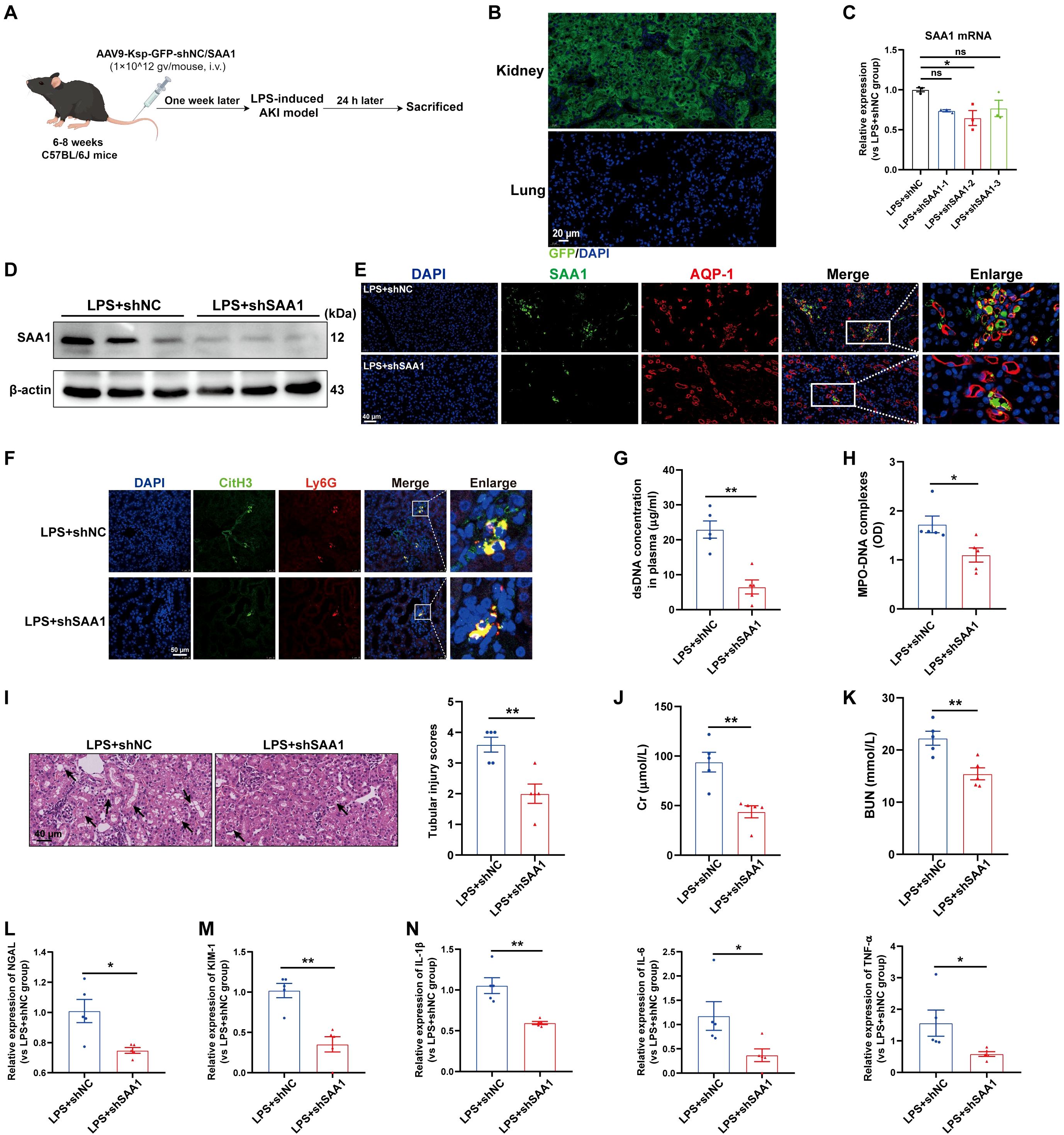 A series of scientific illustrations and graphs depicting a study on kidney injury in C57BL/6J mice. Panel A outlines the experimental timeline involving adeno-associated virus and LPS-induced acute kidney injury. Panel B displays fluorescent imaging of GFP expression in kidney and lung tissues. Panel C shows a bar graph of SAA1 mRNA expression with statistical markers. Panel D depicts a Western blot analysis of SAA1 protein levels. Panel E and F present immunofluorescent staining of kidneys showing SAA1, AQP-1, and immune cell markers. Panels G to N contain various bar graphs depicting concentrations and expression levels of specific markers and compounds with statistical comparisons.