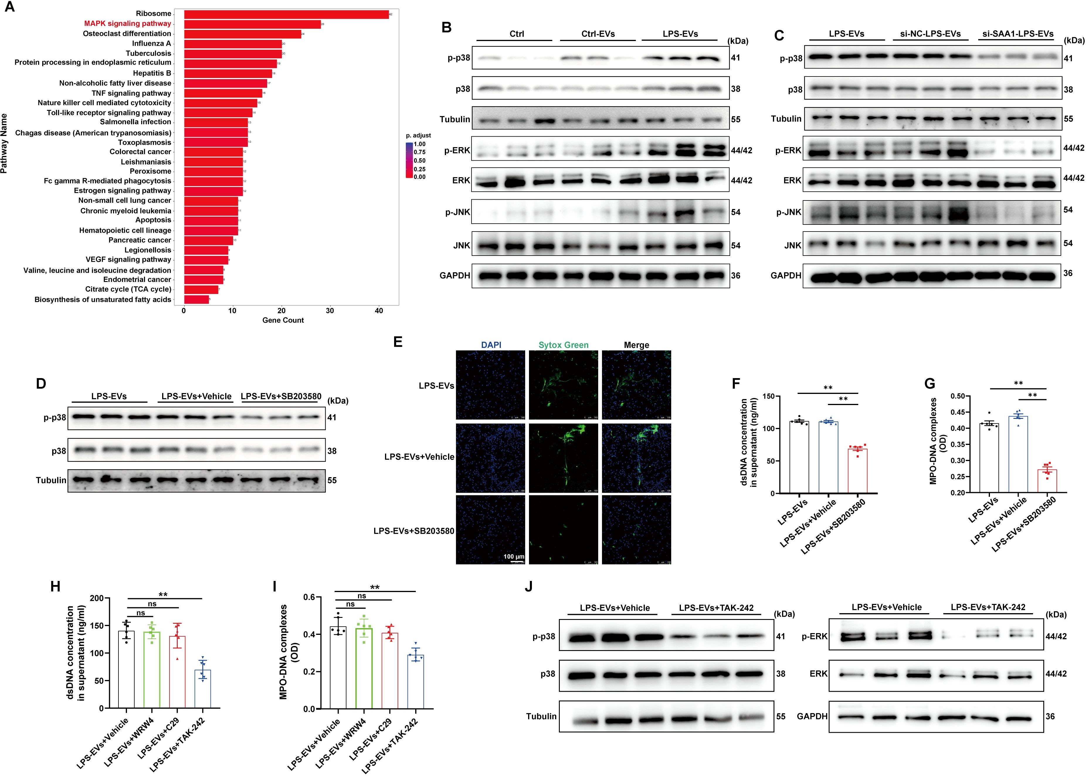 A multi-part scientific image with various panels: A) A bar chart displaying gene counts across different pathways, highlighting the MAPK signaling pathway. B-D, J) Western blot analyses showing protein expressions of p38, ERK, and JNK among different treatment groups, with LPS-EVs and specific inhibitors. E) Fluorescent microscopy images illustrating the presence of Sytox Green and DAPI staining under different conditions. F-H) Bar graphs depicting concentrations of dsDNA and MPO-DNA complexes with statistical significance indicated. Panels contribute to an overall analysis of cellular and molecular responses in the context studied.