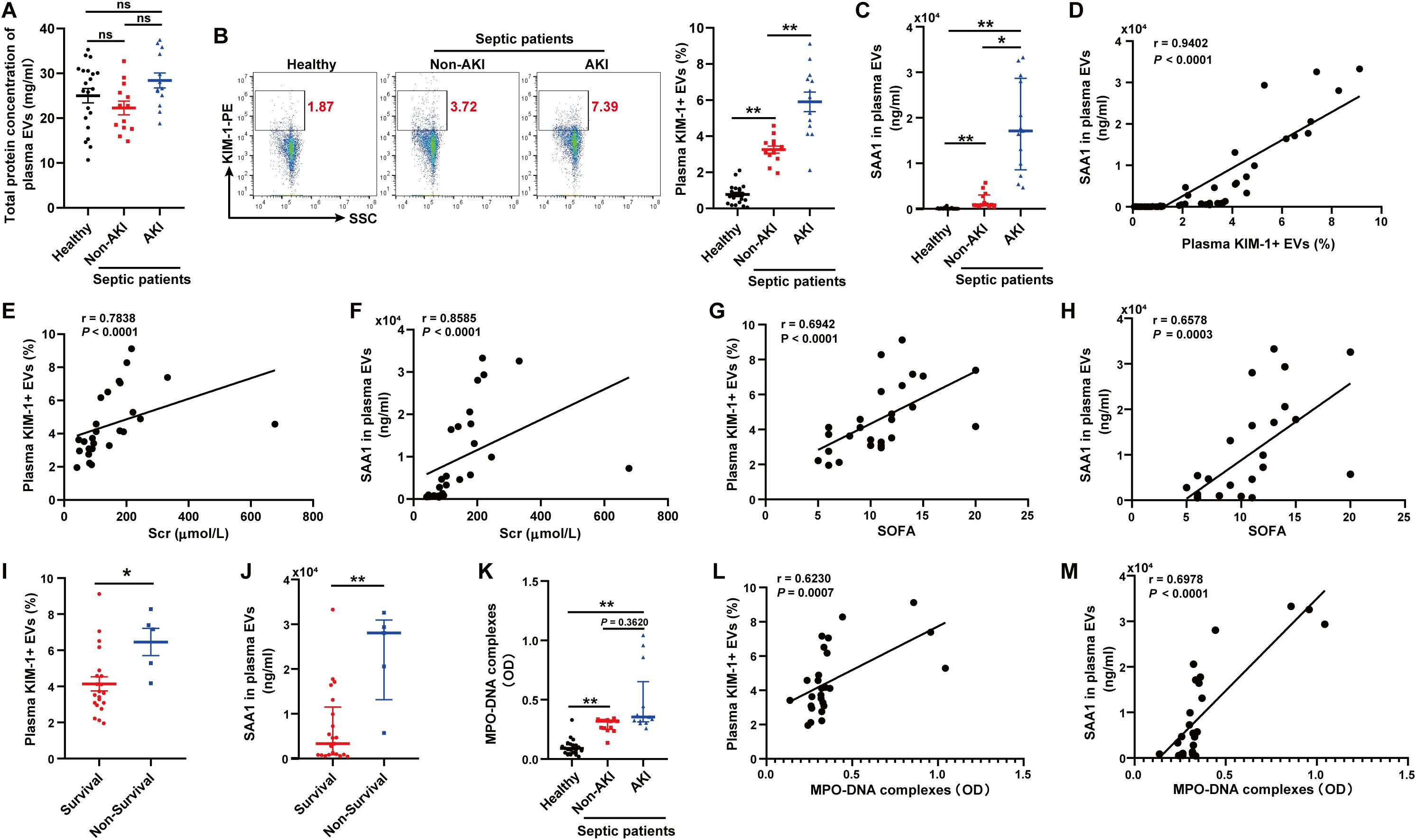 Graphs and scatter plots analyze various biomarkers in septic patients, highlighting differences between healthy, non-AKI, and AKI groups. Panels A-C compare concentrations of plasma components and extracellular vesicles (EVs). Panels D-M show correlations between variables like KIM-1+ EVs, SAA1, Scr, SOFA scores, and MPO-DNA complexes, indicating statistical significance and trends in data points related to septic conditions.