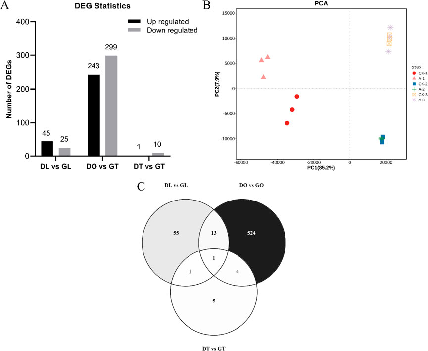 Panel A displays a bar chart of differentially expressed genes (DEGs), comparing three groups: DL vs GL, DO vs GT, and DT vs GT, with counts of upregulated and downregulated genes. Panel B shows a PCA plot with different groups represented by distinct shapes and colors, highlighting variance on PC1 and PC2. Panel C includes a Venn diagram with overlapping circles indicating shared and unique DEGs among three comparisons: DL vs GL, DO vs GO, and DT vs GT.
