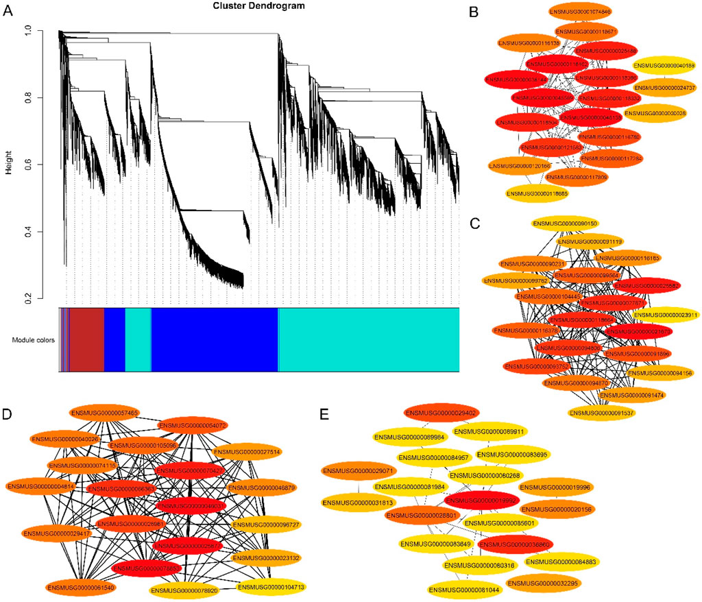 Cluster dendrogram displaying hierarchical relationships among data points, with module colors at the bottom. Four interconnected network diagrams, labeled B, C, D, and E, show nodes with identifiers. Node colors range from red to yellow, indicating varying levels of connectivity.