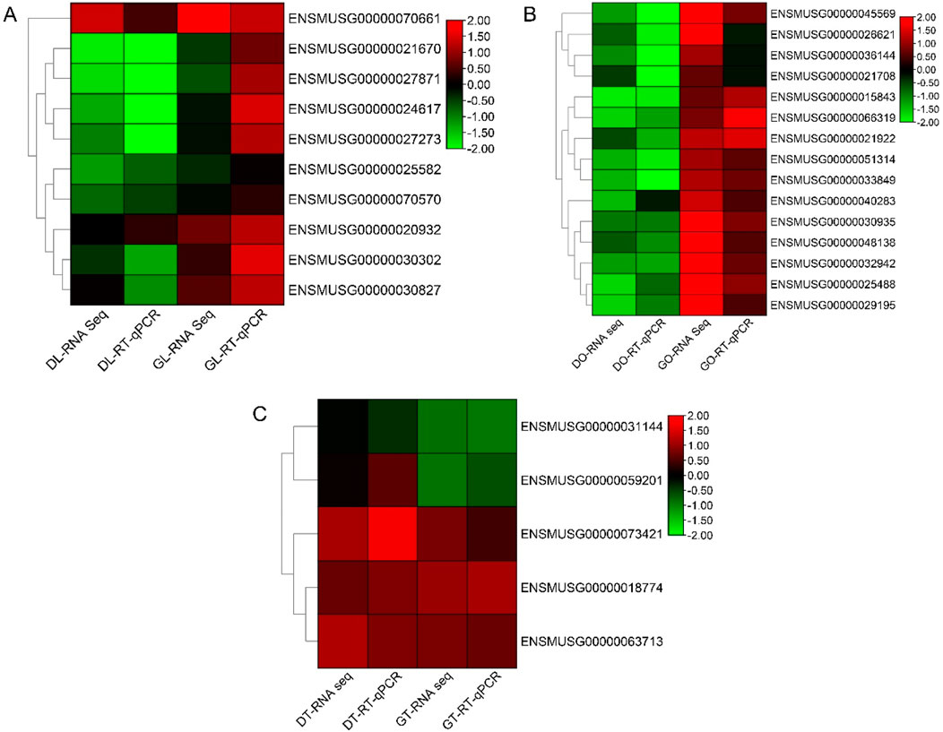 Heatmap depicting gene expression levels across three panels, labeled A, B, and C, each showcasing different sets of genes and conditions. Color scale ranges from green (lower expression) to red (higher expression), with intensity variation indicating expression value differences. Dendrograms on the left indicate hierarchical clustering of data. Panels are differentiated by the prefixes DL, GL, DO, GO, DT, and GT under RNA sequencing and RT-qPCR conditions.