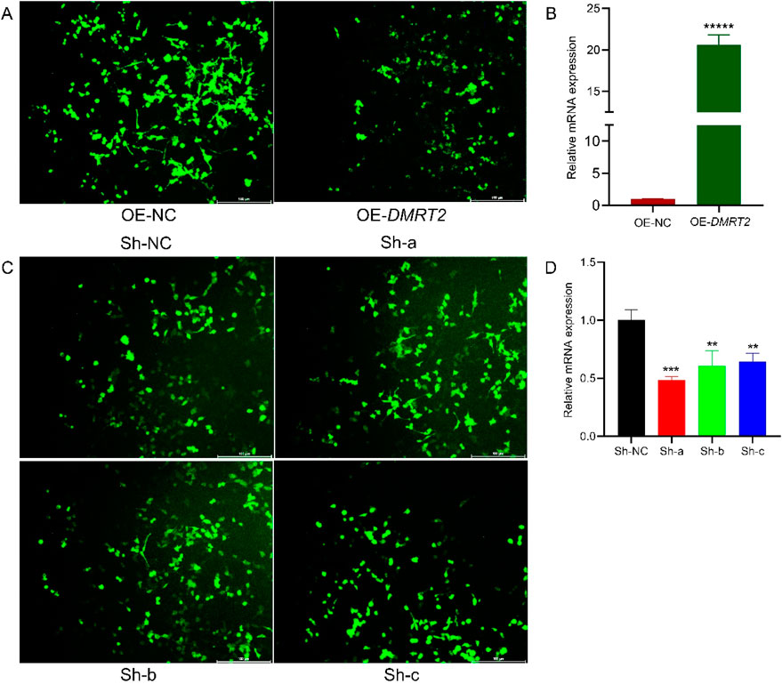 Fluorescence microscopy images and bar graphs depict mRNA expression. Panels A and C show green fluorescence indicating different conditions: OE-NC, OE-DMRT2, Sh-NC, Sh-a, Sh-b, and Sh-c. Panels B and D present bar graphs showing relative mRNA expression levels, with significant differences indicated by asterisks.
