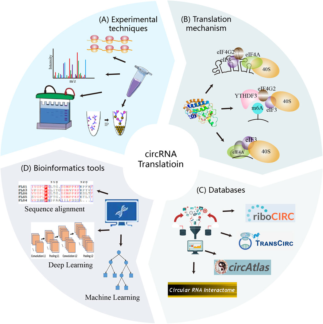 Diagram showing circRNA translation processes divided into four sections: (A) Experimental techniques like IP and mass spectrometry, (B) Translation mechanisms involving elements like eIF4G2 and m6A, (C) Databases including riboCIRC, TransCIRC, circAtlas, and Circular RNA Interactome, (D) Bioinformatics tools featuring sequence alignment, deep learning, and machine learning.