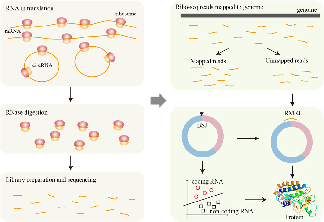 Diagram illustrating the process of RNA sequencing and mapping. Top left, mRNA and circRNA are shown in translation with ribosomes. Below, RNase digestion is depicted, followed by library preparation and sequencing. Top right, Ribo-seq reads are shown mapped and unmapped to the genome. Below, a circular representation of RNAs shows BSJ and RMRJ states, leading to differentiation between coding and non-coding RNAs. Finally, protein synthesis is shown as a result. Arrows indicate the flow of the process.