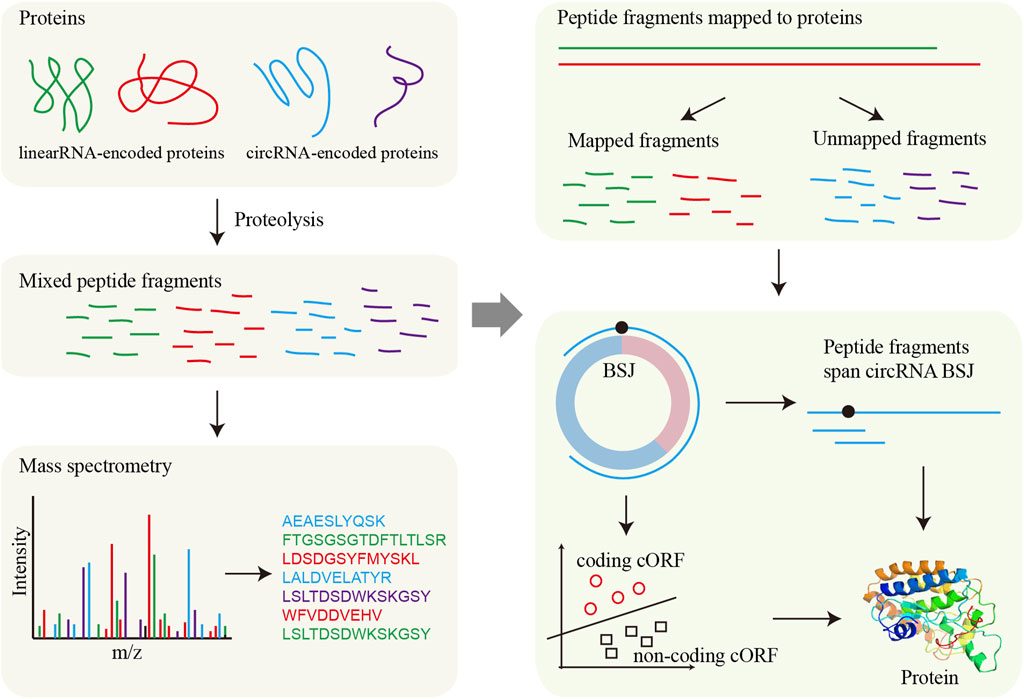 Diagram illustrating peptide identification from proteins encoded by linear RNA and circular RNA. Proteins undergo proteolysis, resulting in mixed peptide fragments. These fragments are analyzed by mass spectrometry, producing intensity graphs. Peptide fragments mapping to proteins are identified, distinguishing mapped and unmapped fragments. Peptides spanning circular RNA back-splice junctions (BSJ) are highlighted, leading to the determination of coding and non-coding open reading frames (cORF), culminating in protein formation.