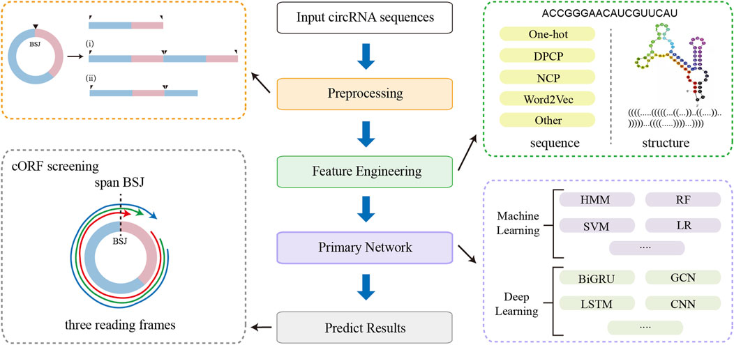 Flowchart depicting a circRNA sequence analysis process. Begins with input circRNA sequences, followed by preprocessing, feature engineering, and a primary network. Includes methods for sequence and structure analysis, machine learning (HMM, SVM, RF, LR), and deep learning techniques (BiGRU, LSTM, GCN, CNN) leading to predictive results. Illustrations show cORF screening, spanning BSJ, and three reading frames, with sequence encoding options like One-hot, DPCP, NCP, and Word2Vec.