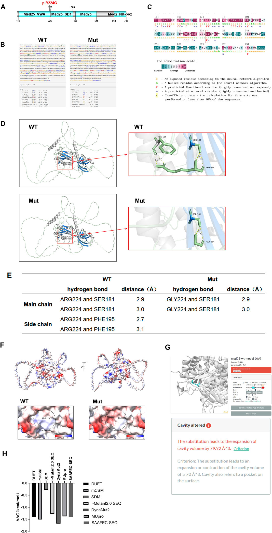 Diagram depicting structural and sequence analysis of protein variant p.R224G. Panel A shows annotated protein domains. Panel B displays sequence alignments for wild-type (WT) and mutant (Mut), with associated key data. Panel C illustrates residue conservation with a scale and legend for structural features. Panel D presents 3D structures highlighting changes in hydrogen bonding between WT and Mut forms, with close-ups showing ARG224 to GLY224 substitution. Panel E contains a table comparing hydrogen bond distances between WT and Mut, highlighting differences in ARG224/GLY224 interactions. Comparison of structural and energetic changes in a protein mutation. Panel F shows electrostatic surface views of a protein in wild type (WT) and mutated (Mut) forms, highlighting residue change from ARG 224 to GLY 224 with a color scale bar. Panel G illustrates a 3D protein model and analysis of cavity alteration, noting a cavity volume expansion by 79.92 cubic Angstroms. Panel H includes a bar chart depicting changes in free energy (ΔΔG) in kcal/mol for various prediction methods like DUET, mCSM, and others.