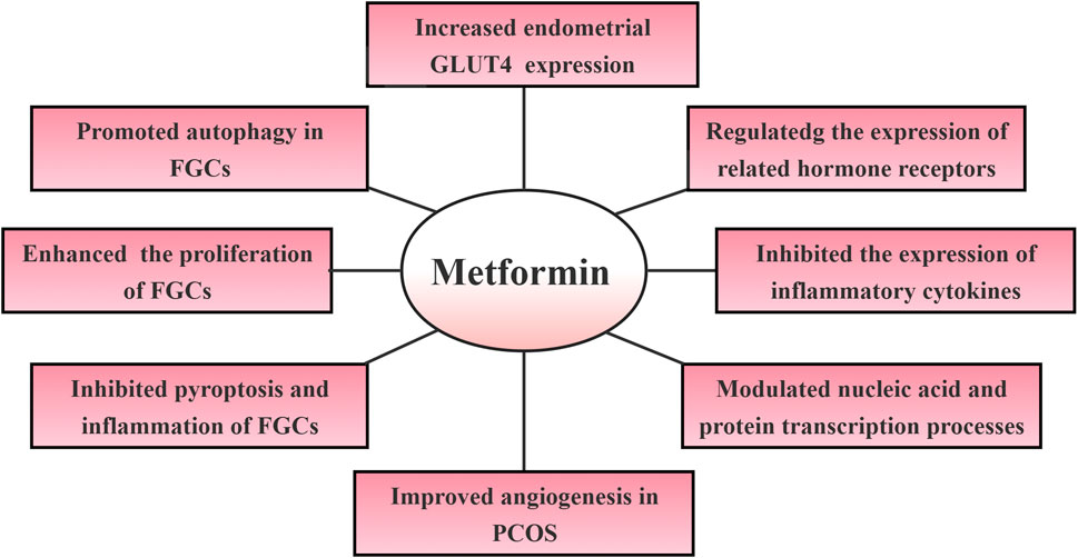 Diagram showing the effects of Metformin in an oval center, connected to eight surrounding boxes: 1) Increased endometrial GLUT4 expression, 2) Promoted autophagy in FGCs, 3) Enhanced proliferation of FGCs, 4) Inhibited pyroptosis and inflammation of FGCs, 5) Improved angiogenesis in PCOS, 6) Modulated nucleic acid and protein transcription processes, 7) Inhibited inflammatory cytokines, 8) Regulated hormone receptors expression.