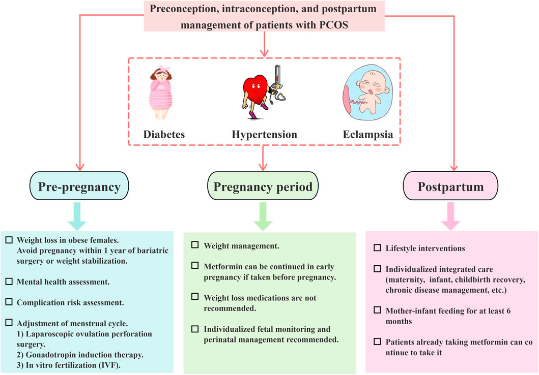 Flowchart detailing the management of patients with PCOS during preconception, intraconception, and postpartum phases. It highlights key conditions: diabetes, hypertension, and eclampsia, with management strategies for each phase: Pre-pregnancy (e.g., weight loss, mental health assessment), Pregnancy (e.g., weight management, fetal monitoring), and Postpartum (e.g., lifestyle interventions, mother-infant feeding).