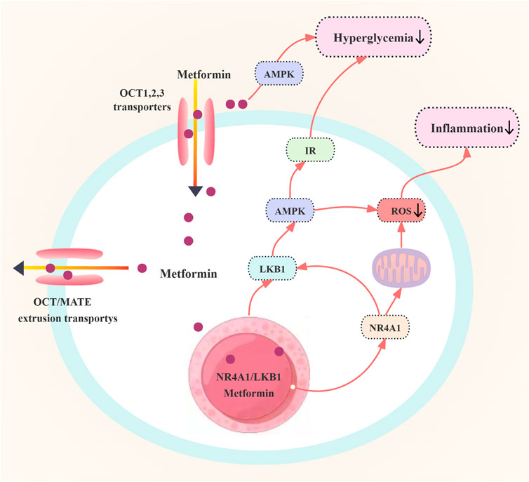 Diagram showing metformin's cellular mechanism. Metformin enters via OCT1,2,3 transporters and exits through OCT/MATE transporters. Inside, it activates AMPK and LKB1, reducing hyperglycemia and inflammation. Activation of AMPK affects IR and ROS reduction, involving the mitochondria. Metformin also acts with NR4A1/LKB1 inside a nucleus. Arrows indicate the flow and interactions.