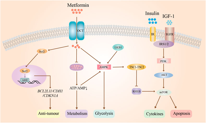 Diagram illustrating the effects of metformin and insulin/IGF-1 signaling pathways on cellular functions. Metformin activates AMPK through OCT, influencing metabolism, glycolysis, and anti-tumor processes. Insulin and IGF-1 activate IR and IGFR, respectively, triggering PI3K/AKT/mTOR pathways, affecting cytokines and apoptosis. Components like Nrf2, LKB1, and TSC1-TSC2 are involved in these processes.