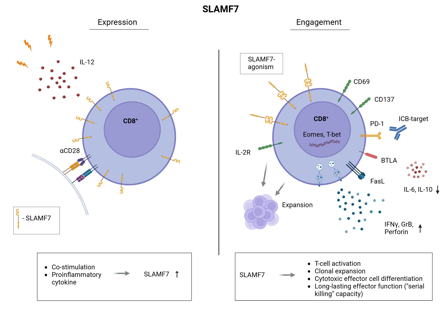 Diagram showing the role of SLAMF7 in CD8+ T cell expression and engagement. On the left, expression is induced by IL-12 and αCD28, leading to SLAMF7 presence. On the right, SLAMF7-agonism affects CD8+ T cells by promoting expansion, increasing cytokines IFNγ, GrB, Perforin, and decreasing IL-6, IL-10. It enhances T-cell activation, clonal expansion, and effector cell differentiation, with SLAMF7 leading to long-lasting effector function. Arrows indicate pathways, and cell membrane proteins like CD69, CD137, PD-1, BTLA, and FasL are shown.