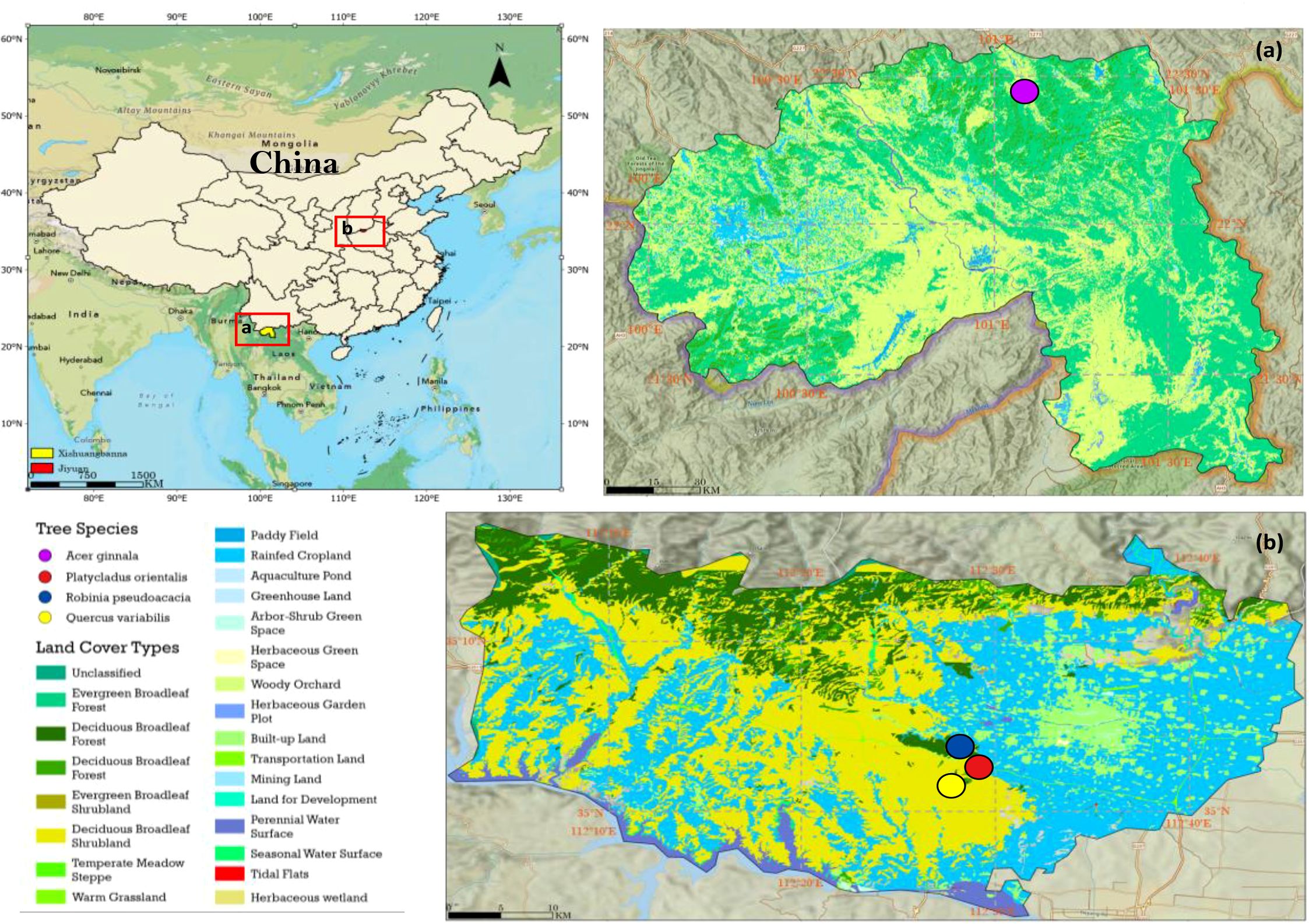 Map graphic showing two regions in China, marked as Xishuangbanna and Jiyuan, with detailed land cover types. The left map displays China's provinces with highlighted study locations. The top right map (labeled a) and the bottom right map (labeled b) illustrate land cover classifications using a color-coded legend, identifying tree species and land cover types such as forests, grasslands, and agricultural lands.