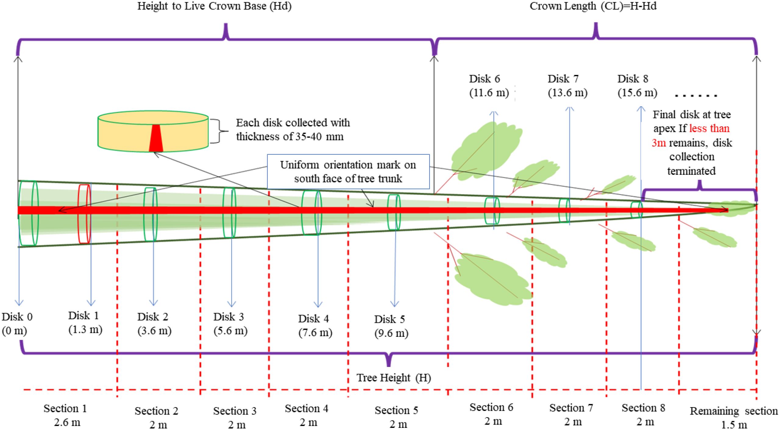 Diagram illustrating a tree trunk segmented into disks at various heights, marked from Disk 0 to Disk 8. Each disk is collected with a thickness of thirty-five to forty millimeters, featuring a uniform orientation mark on the south face. The tree height (H) and sections are noted, with specific measurements for each disk. The final segment highlights conditions for terminating disk collection if less than three meters remain.