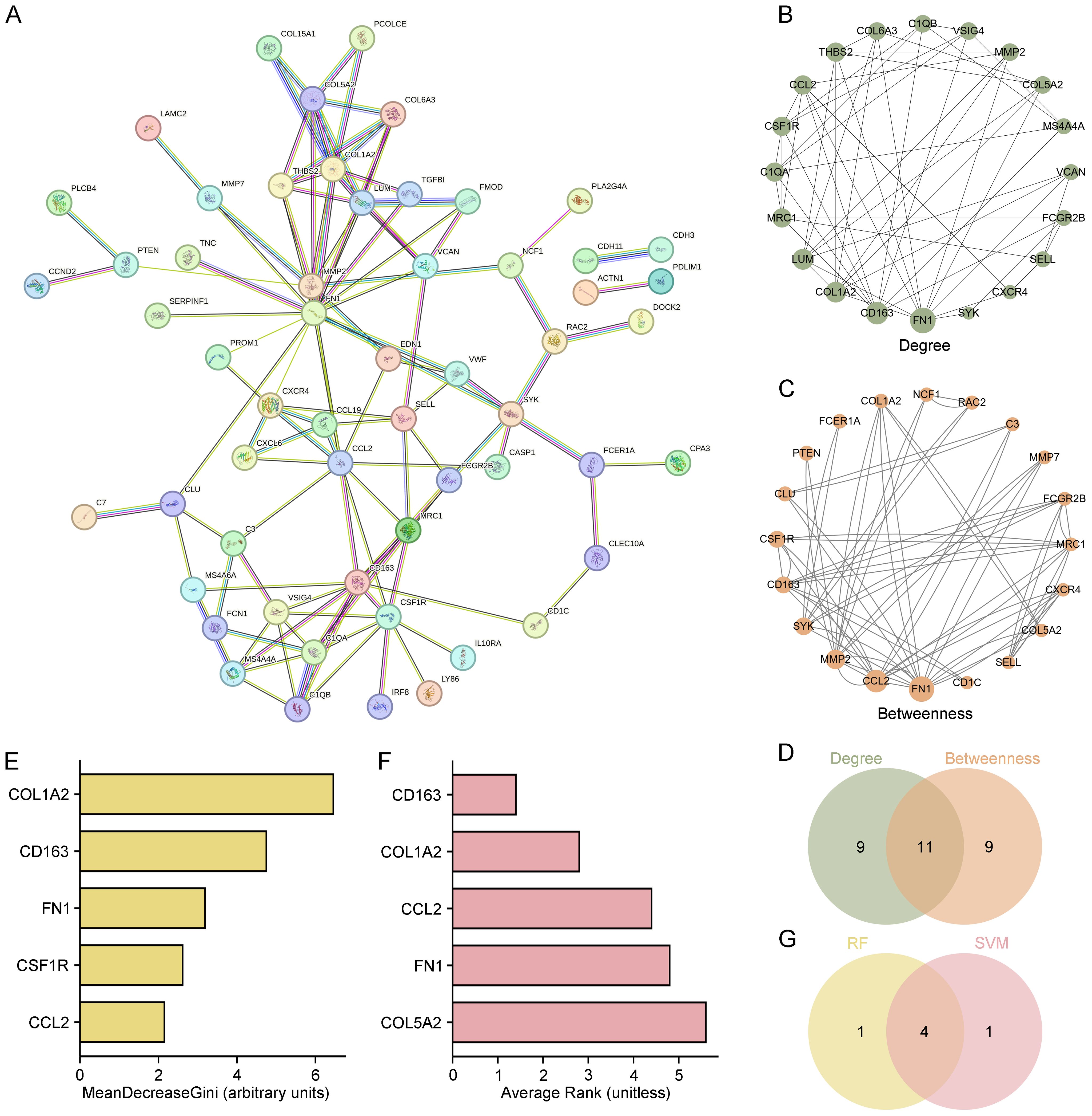 Network diagrams and bar charts illustrate gene interactions and metrics. Diagram A shows complex gene interactions. Diagrams B and C highlight genes by degree and betweenness centrality, respectively. Bar chart E displays MeanDecreaseGini for specific genes, while F presents AvgRank. Venn diagram D shows overlap in degree and betweenness, and G compares overlap between RF and SVM methods.