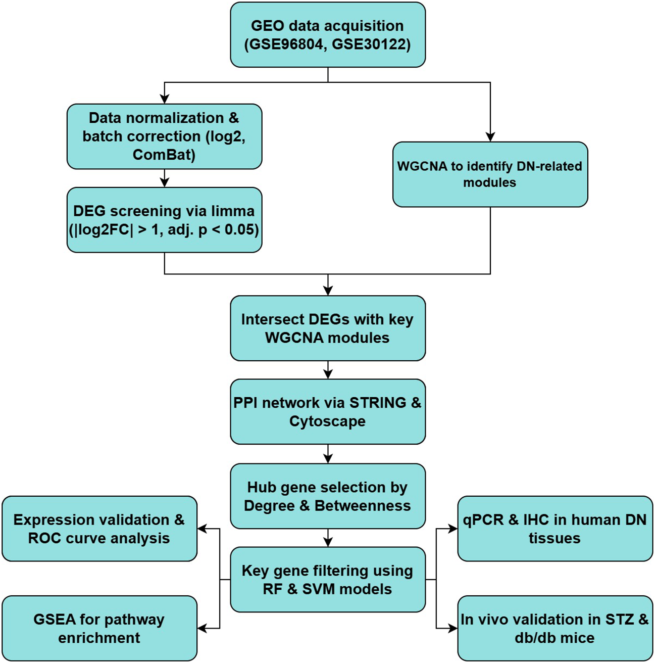 Flowchart outlining the process for identifying key genes in diabetic nephropathy. It begins with GEO data acquisition, followed by data normalization and DEG screening. The process includes WGCNA, PPI network analysis, hub gene selection, and filtering with RF and SVM models. It concludes with expression validation, ROC analysis, GSEA, and in vivo validation in mice and human tissues.