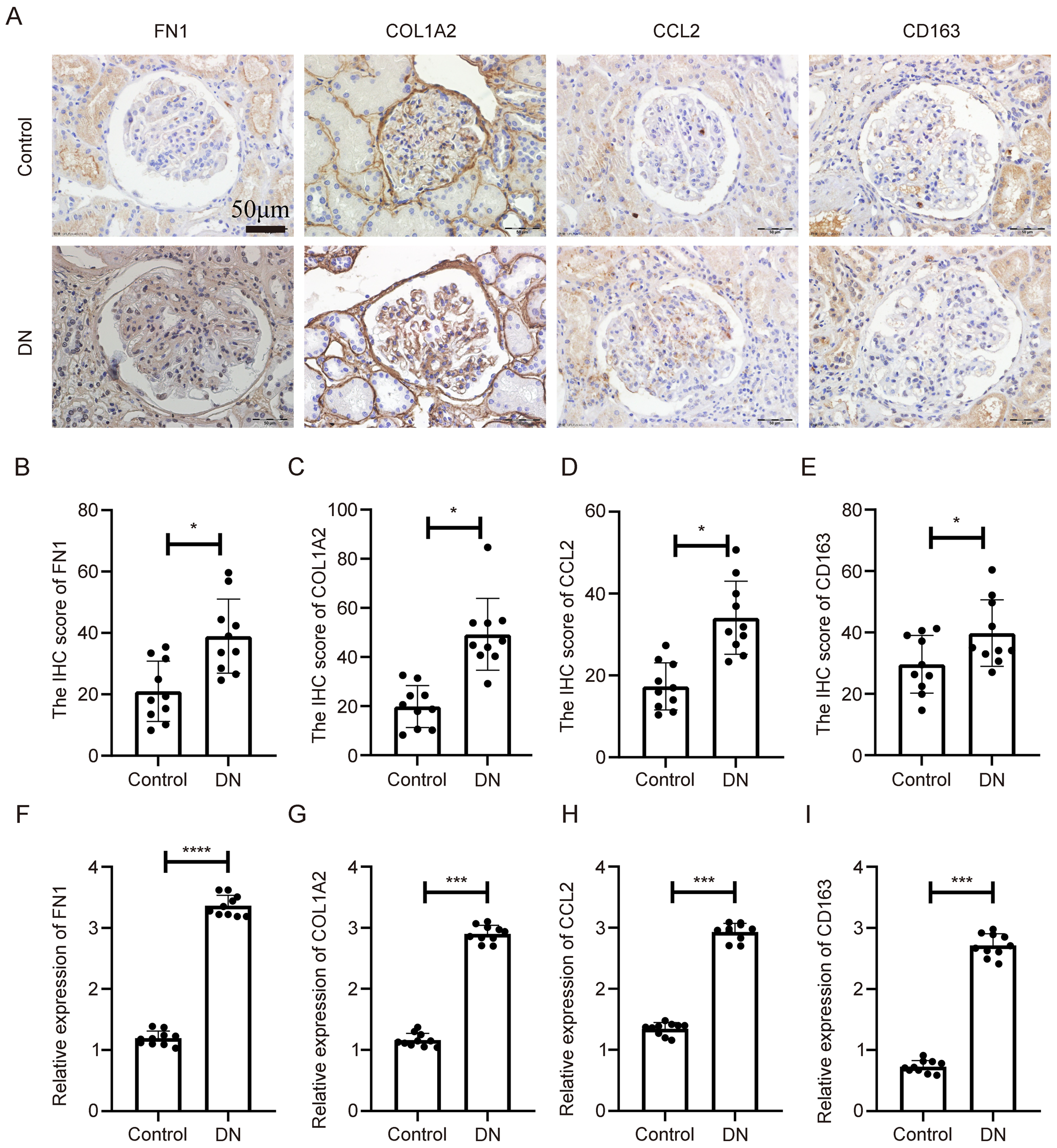 Panel A shows immunohistochemical staining of FN1, COL1A2, CCL2, and CD163 in kidney tissue from control and diabetic nephropathy (DN) subjects. Panels B to E depict bar graphs comparing protein expression levels of FN1, COL1A2, CCL2, and CD163 between control and DN groups. Panels F to I show mRNA expression levels for the same markers, indicating statistically significant differences with asterisks.