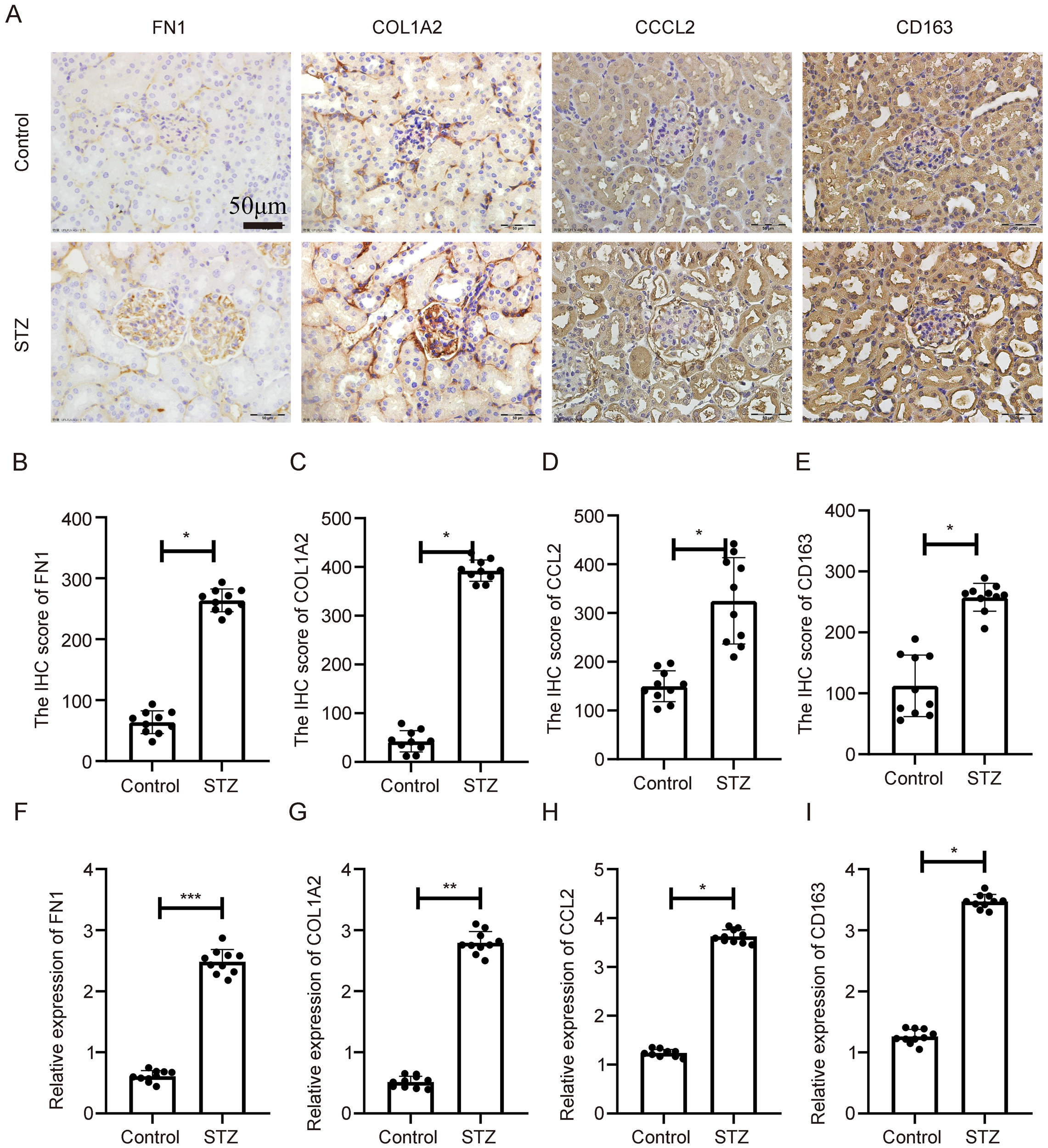 Panel A shows microscopic images of kidney tissues stained for FN1, COL1A2, CCL2, and CD163, comparing control and STZ-treated samples. Panels B to E present bar graphs of protein expression levels for FN1, COL1A2, CCL2, and CD163, with increased expression in STZ-treated samples. Panels F to I show bar graphs of mRNA expression for the same markers, revealing significant differences between control and STZ groups. Scale bar in panel A indicates fifty micrometers. Asterisks denote statistical significance, with more asterisks indicating higher significance.