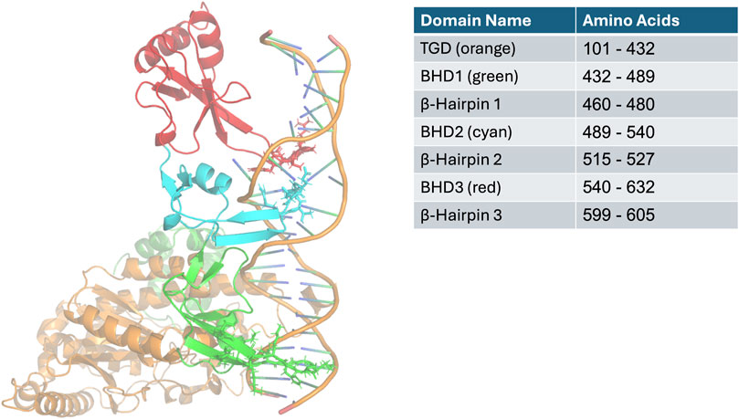 Diagram of a protein structure with colored domains next to a table. The colors and domains are: TGD (orange, 101-432), BHD1 (green, 432-489), β-Hairpin 1 (460-480), BHD2 (cyan, 489-540), β-Hairpin 2 (515-527), BHD3 (red, 540-632), and β-Hairpin 3 (599-605).