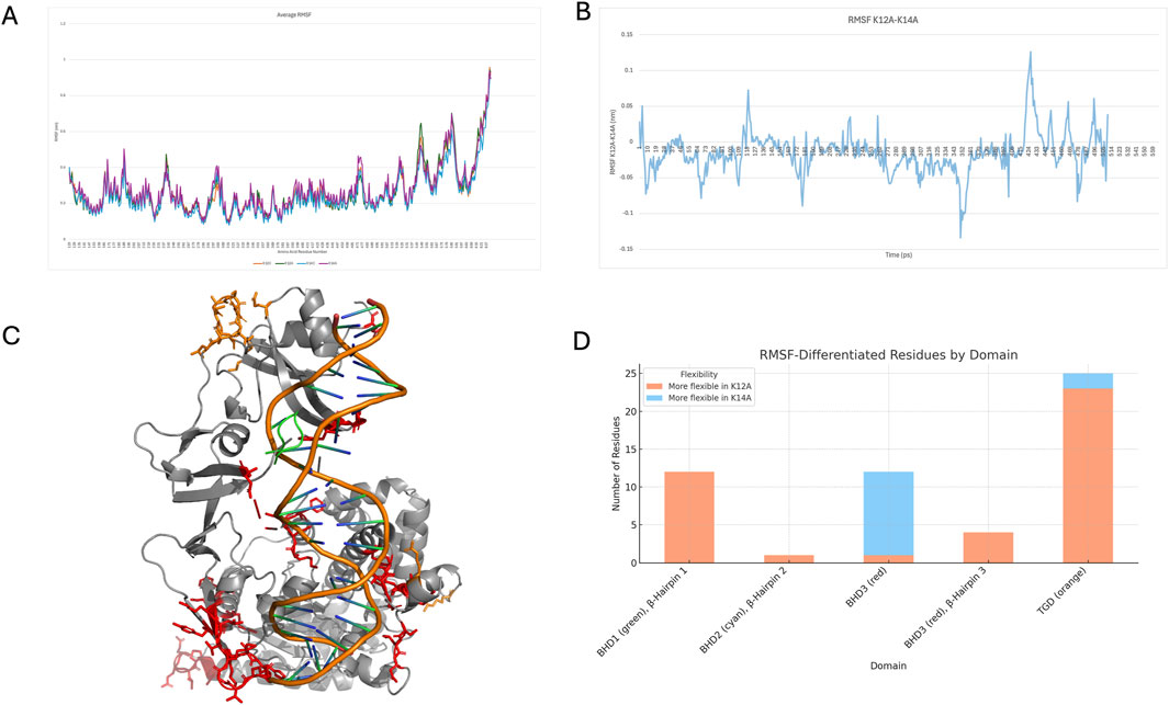 Panel A shows a line graph comparing average RMSF values across four variants. Panel B presents a line graph depicting RMSF differences between K12A and K14A over time. Panel C illustrates a 3D molecular structure with colored components. Panel D displays a bar chart indicating RMSF-differentiated residues by domain, with orange and blue bars for flexibility in K12A and K14A, respectively.