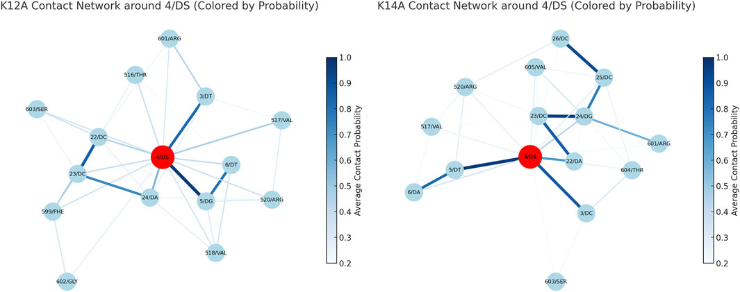 Two diagrams depict the K12A and K14A contact networks around 4/DS, colored by probability. Nodes represent specific amino acid residues, with 4/DS highlighted in red. Lines connect the nodes, varying in thickness and color from light to dark blue, indicating different average contact probabilities as shown in the adjacent color scale ranging from 0.2 to 1.0.