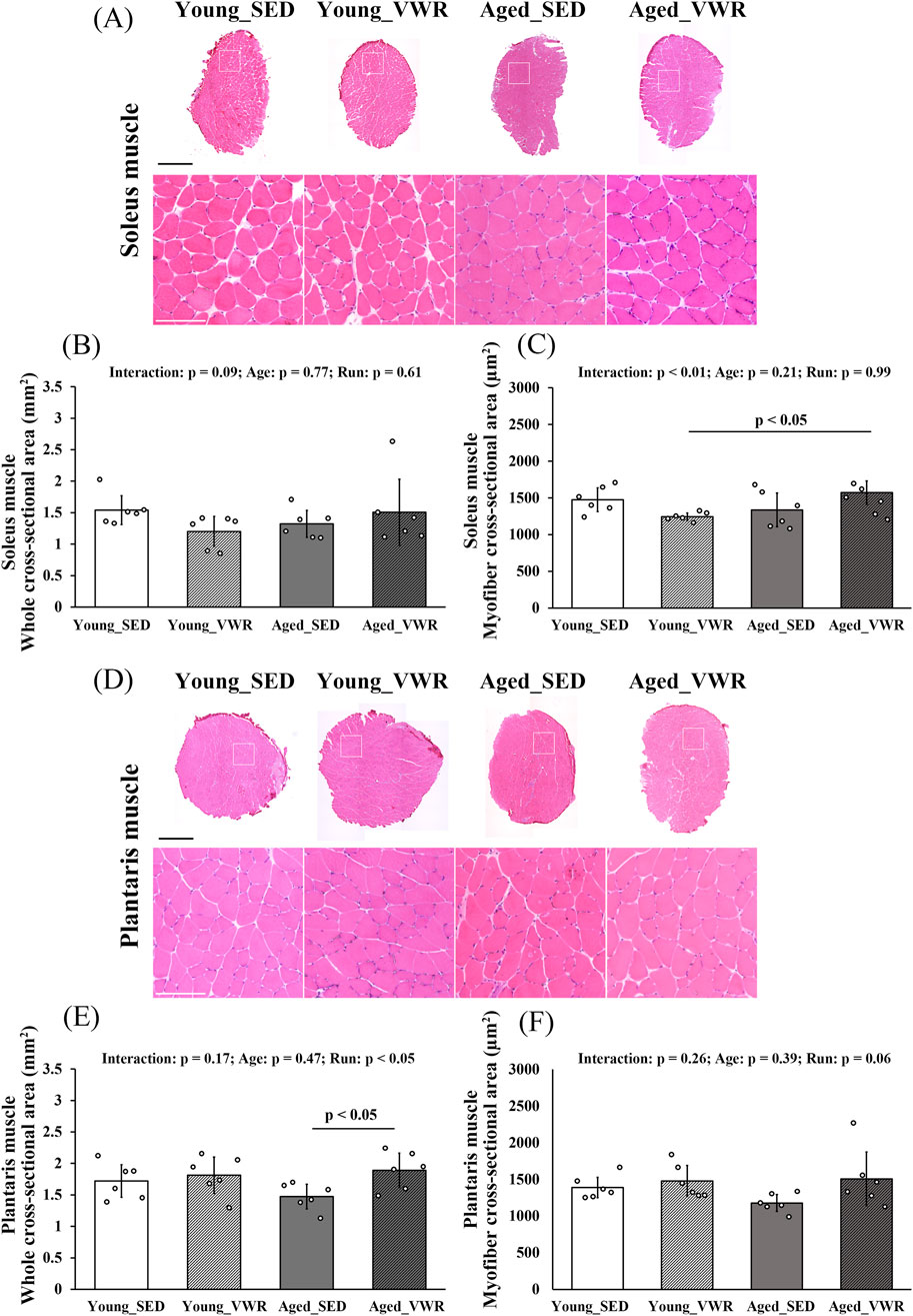 Histological images and bar graphs analyzing muscle tissue in different age and activity groups. Panels A and D display microscopic views of soleus and plantaris muscles in young sedentary (SED), young voluntary wheel running (VWR), aged SED, and aged VWR groups. Panels B and E show whole muscle cross-sectional areas, while panels C and F present myofiber cross-sectional areas for each group. Statistical information is included, highlighting significant differences primarily in Aged_VWR groups.