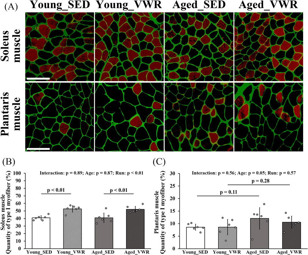 Panel A shows muscle tissue sections from young and aged sedentary (SED) and voluntary wheel running (VWR) mice. The red and green staining highlights different muscle fibers in soleus and plantaris muscles. Panels B and C are bar graphs showing the percentage of type I myofibers in soleus and plantaris muscles, respectively. Significant differences are noted with p-values for each condition.