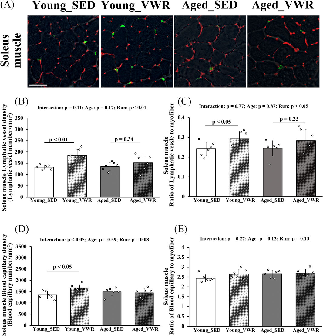 Panel A shows images of the soleus muscle under four conditions: Young_SED, Young_VWR, Aged_SED, and Aged_VWR, highlighting blood vessels in red and lymphatic vessels in green. Panels B to E display graphs comparing vessel densities and ratios to myofiber among the same conditions. Significant differences are noted in Panels B and C, with p-values indicating statistical significance and interaction effects.