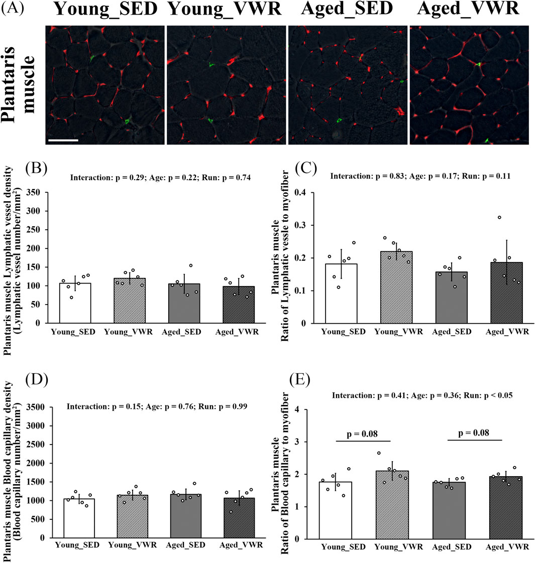 Panel A shows images of plantaris muscle sections stained to highlight lymphatic vessels (green) and other structures (red) in four conditions: Young_SED, Young_VWR, Aged_SED, and Aged_VWR. Panels B to E are bar graphs. Panel B depicts lymphatic vessel density, Panel C shows the ratio of lymphatic vessels to myofibers, Panel D illustrates blood capillary density, and Panel E presents the ratio of blood capillaries to myofibers. P-values for statistical interactions and differences are provided above each graph.