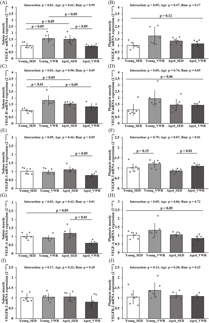 Bar graphs labeled A to J display VEGF family gene expression levels in soleus and plantaris muscles. Each graph compares Young_SED, Young_VWR, Aged_SED, and Aged_VWR groups, indicating statistical interactions, age effects, and running effects with p-values. Error bars and scatter points denote variability and individual data points, respectively.