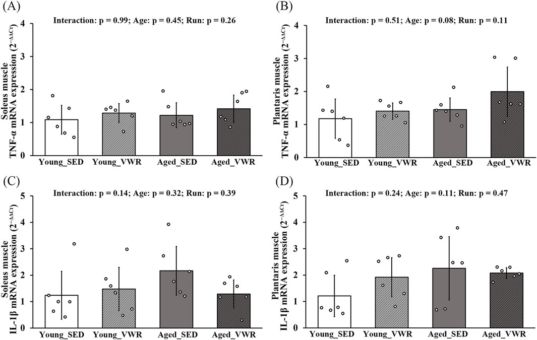 Four bar graphs labeled A, B, C, and D, each showing mRNA expression levels in different muscle groups and conditions. Graph A and C show expression in the soleus muscle for TNF-α and IL-1β, respectively. Graph B and D display expression in the plantaris muscle for TNF-α and IL-1β, respectively. Each graph compares Young_SED, Young_VWR, Aged_SED, and Aged_VWR groups. Statistical interactions and p-values for age and running conditions are provided above each graph.